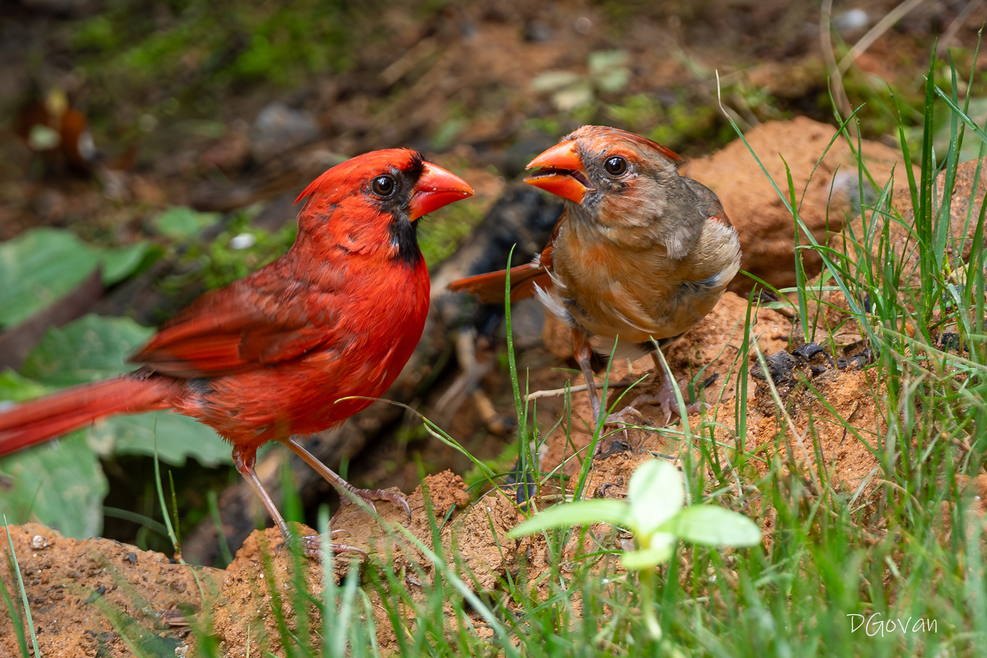 Cardinal Pair