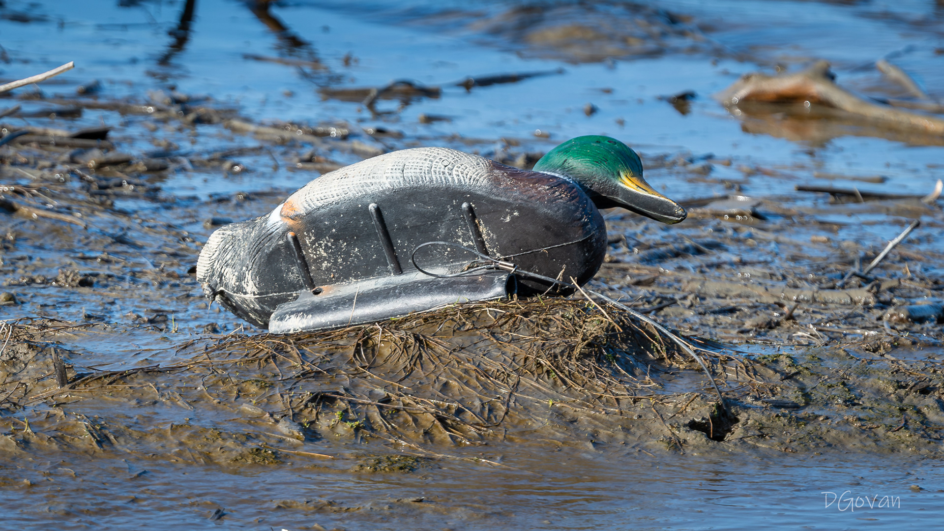 Lost Decoy