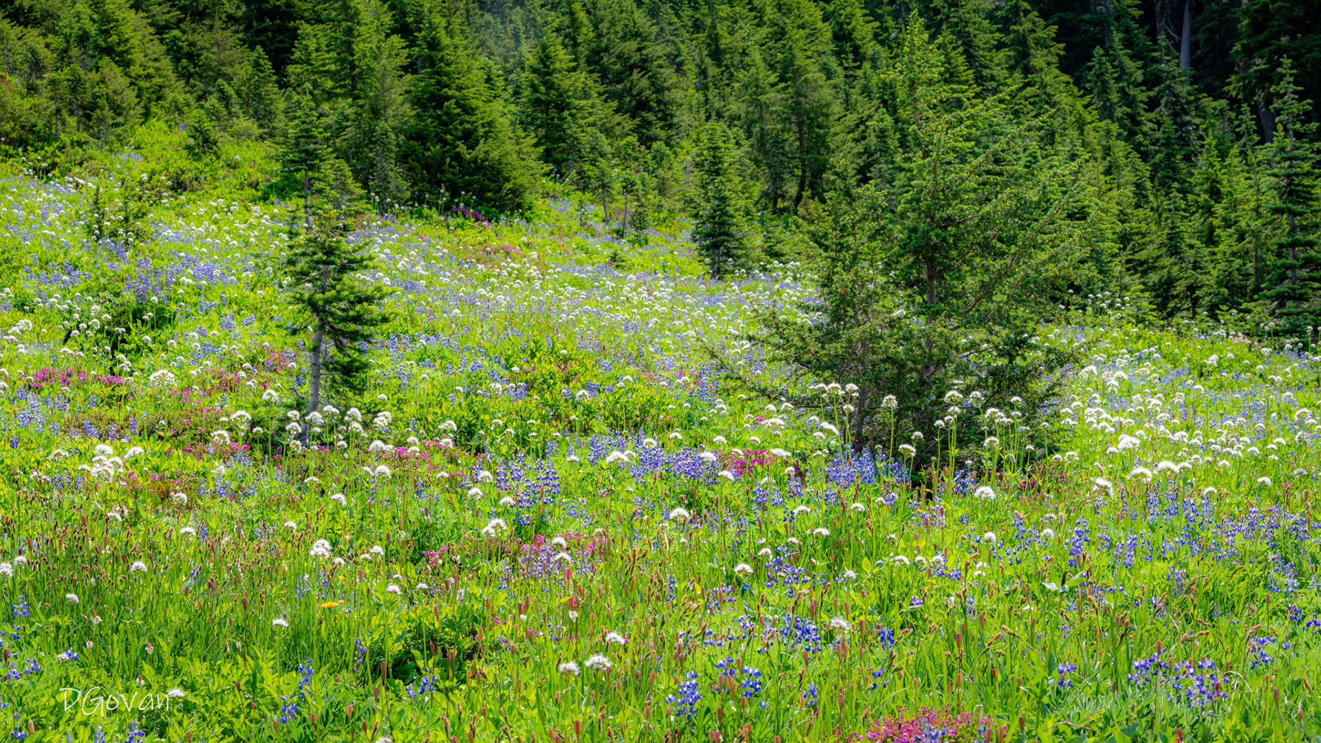 Paradise - Mt. Rainier