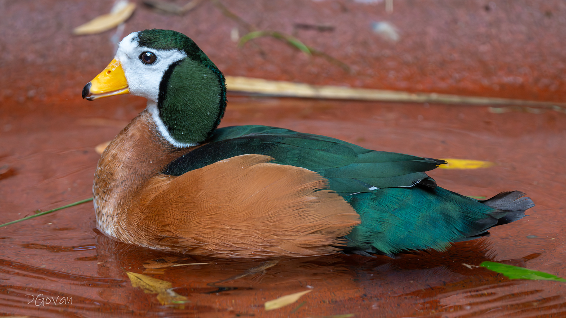 African Pygmy Goose