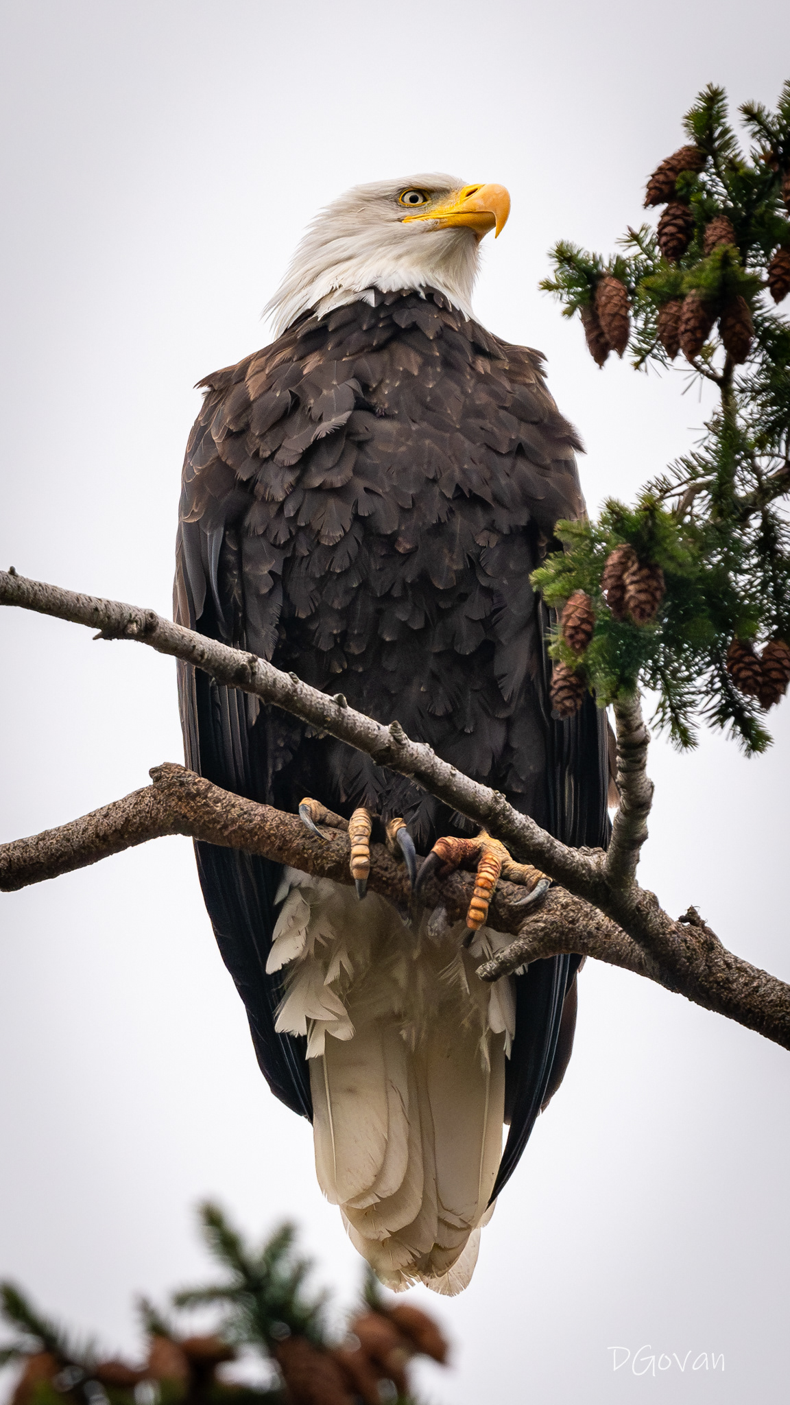 Bald Eagle