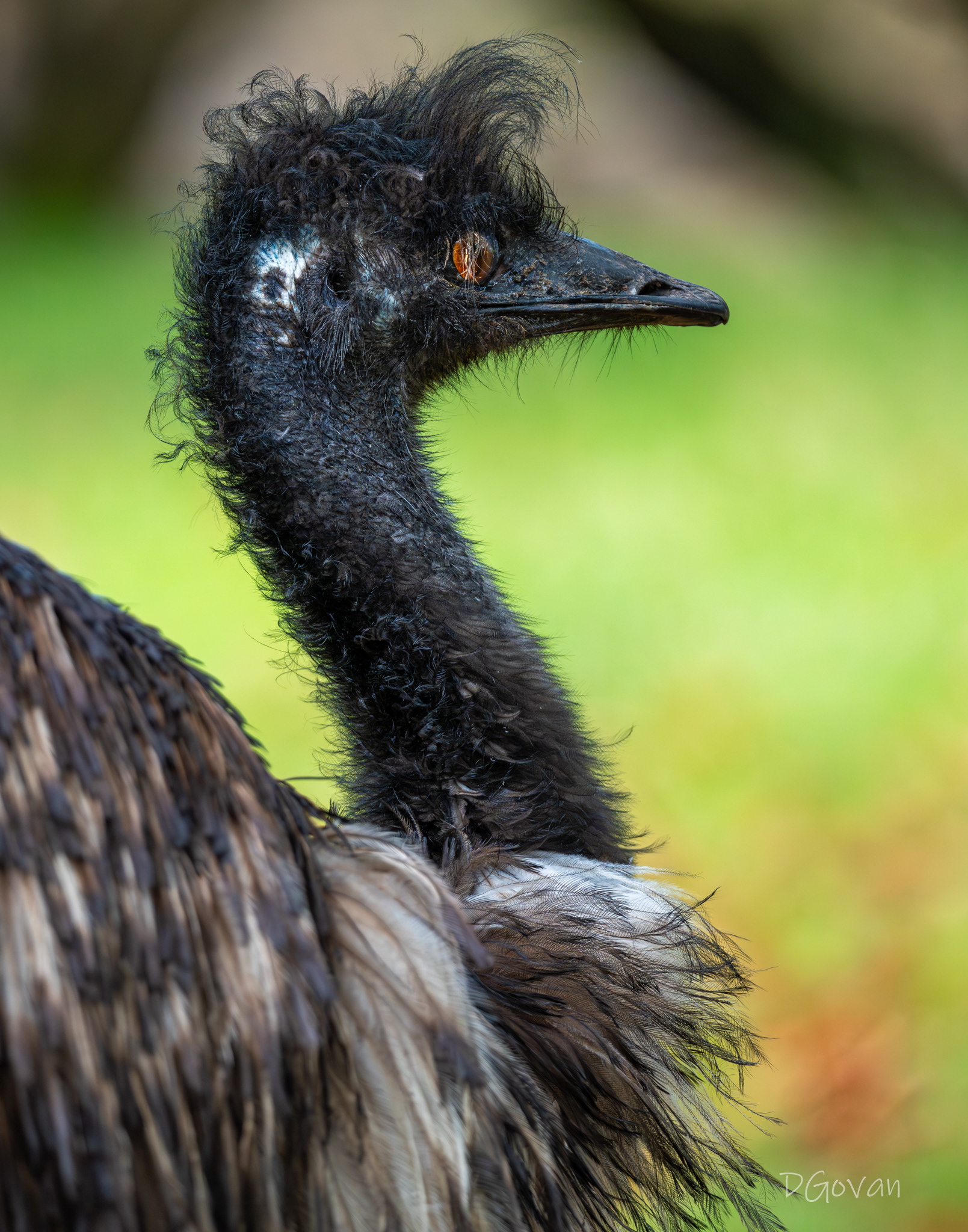 Emu