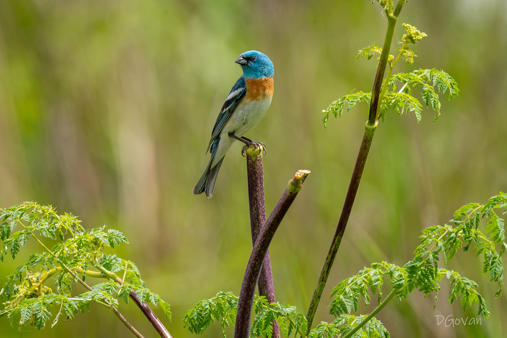Lazuli Bunting