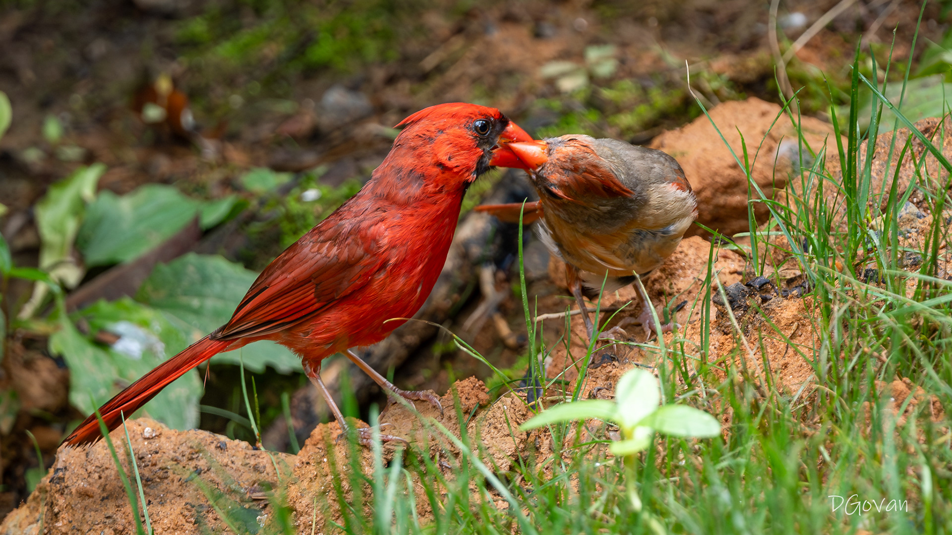 Cardinal Pair