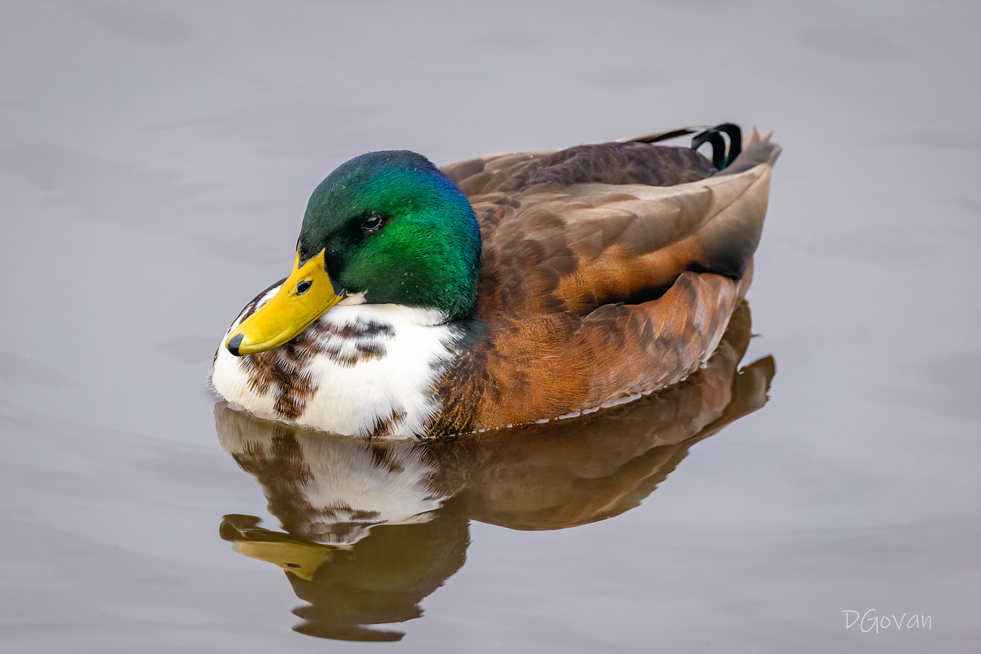 Mallard Hybrid