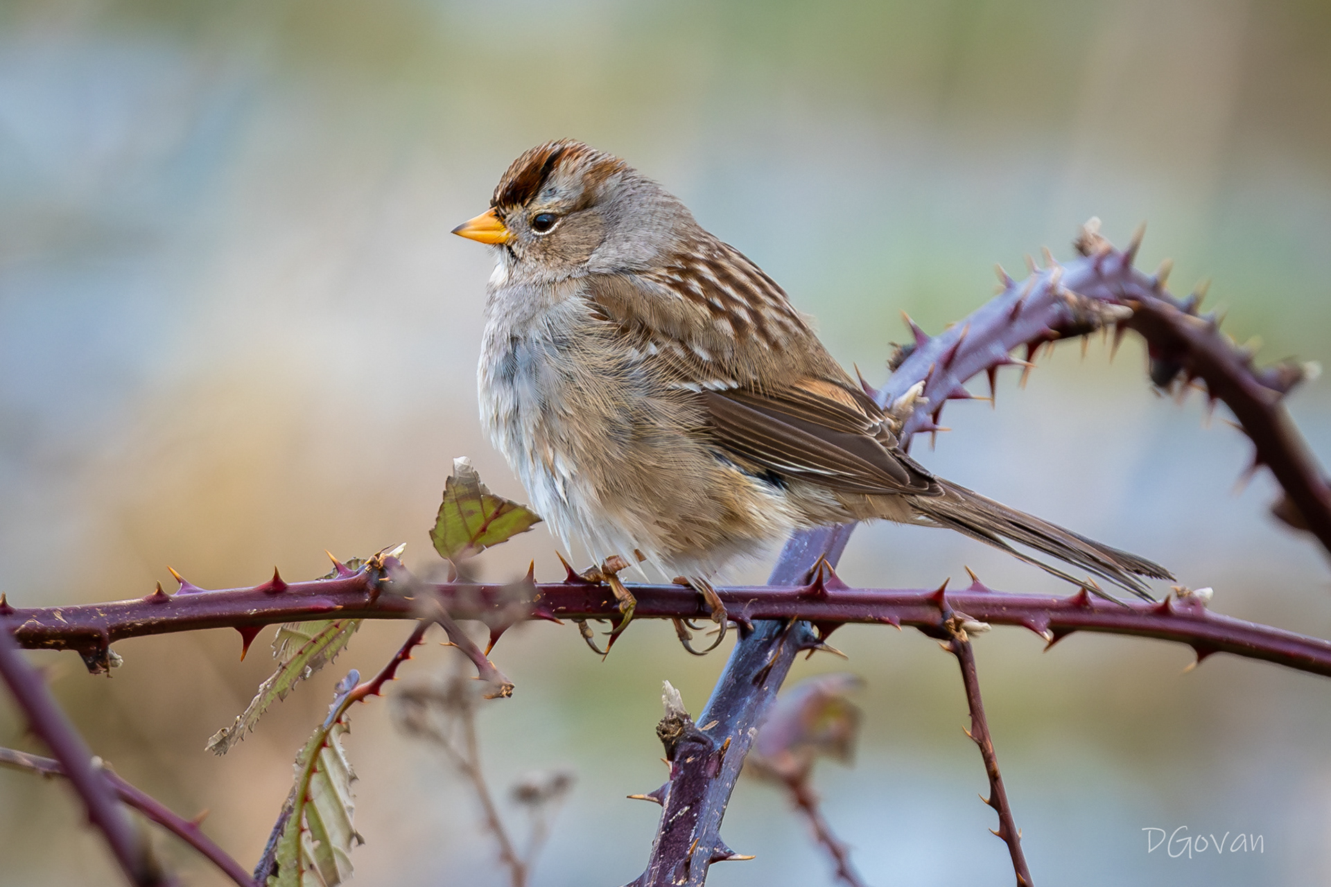 White-crowned Sparrow