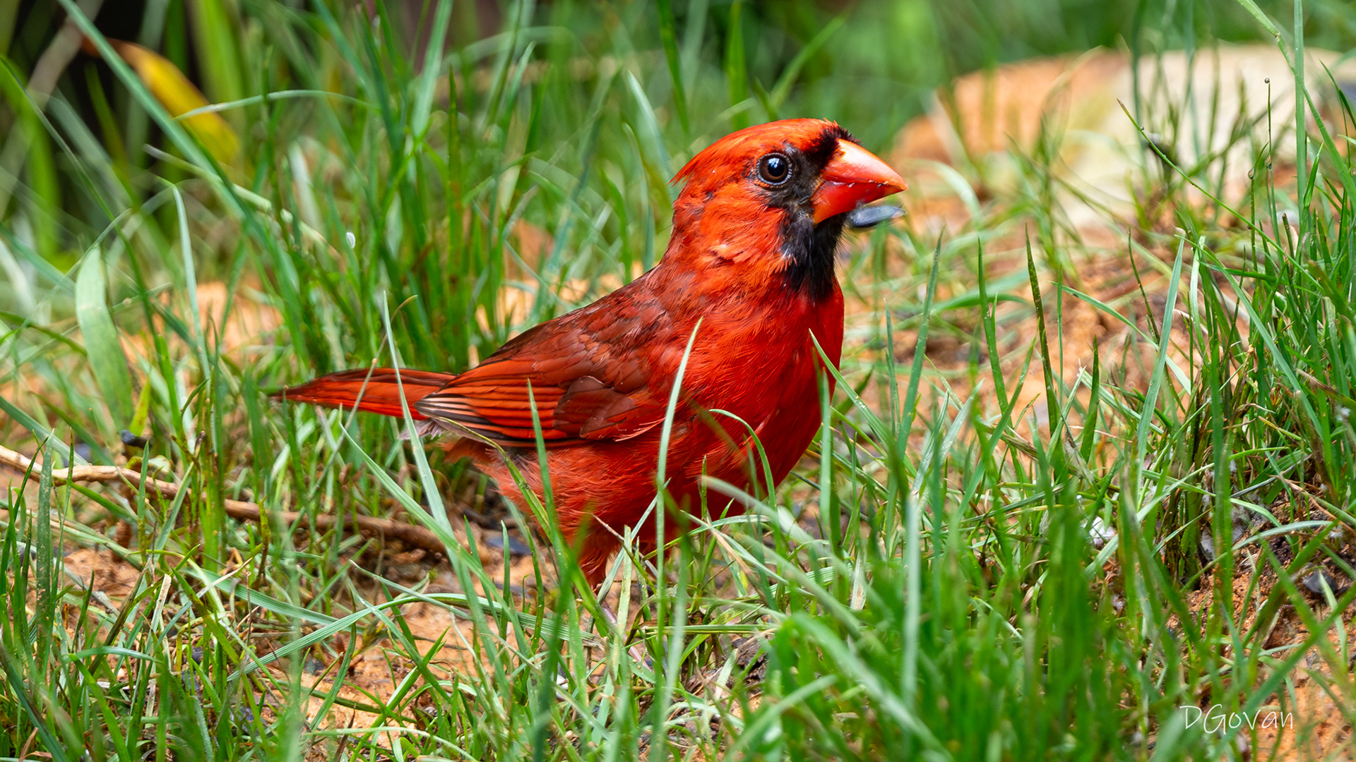 Male Cardinal