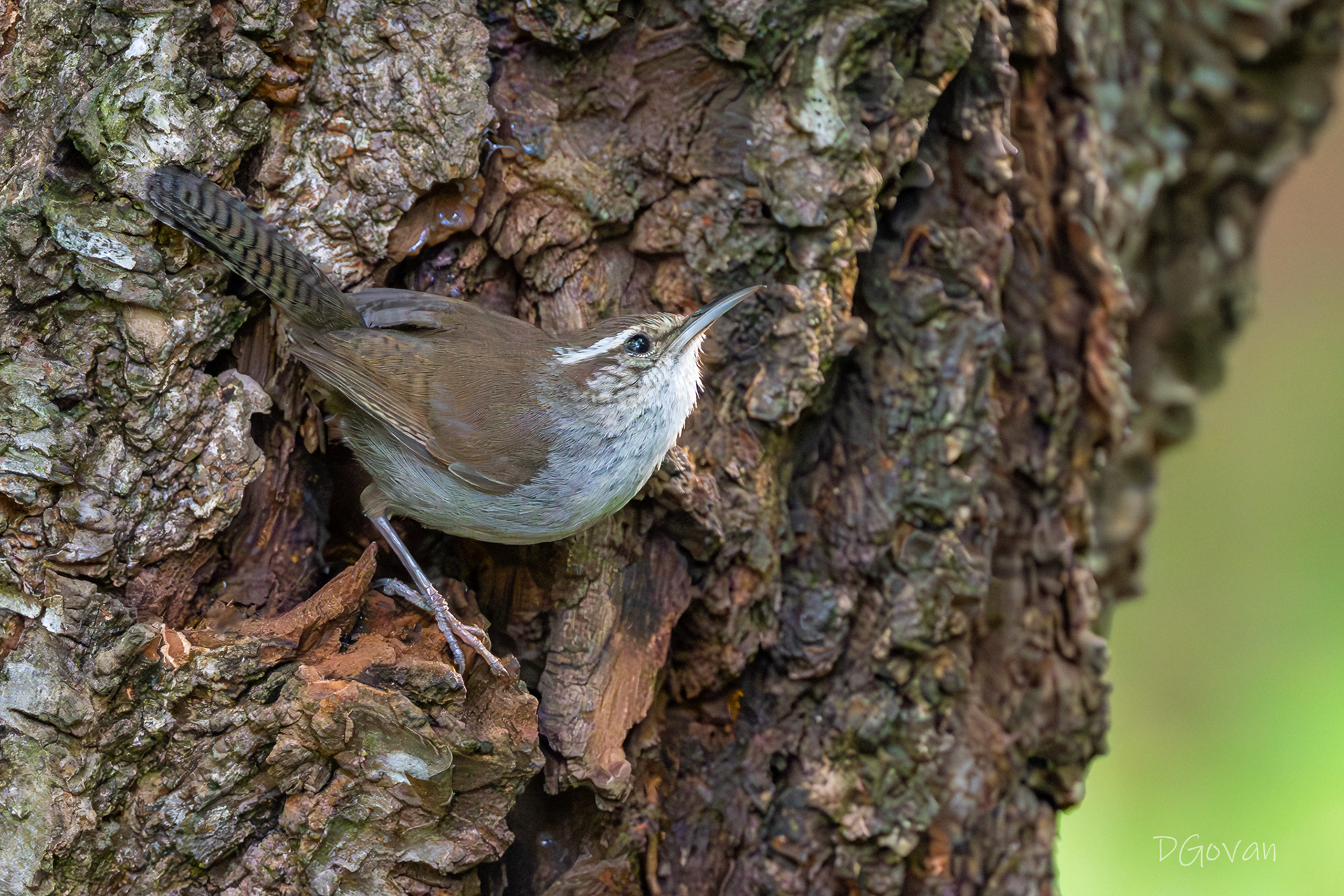 Bewick's Wren