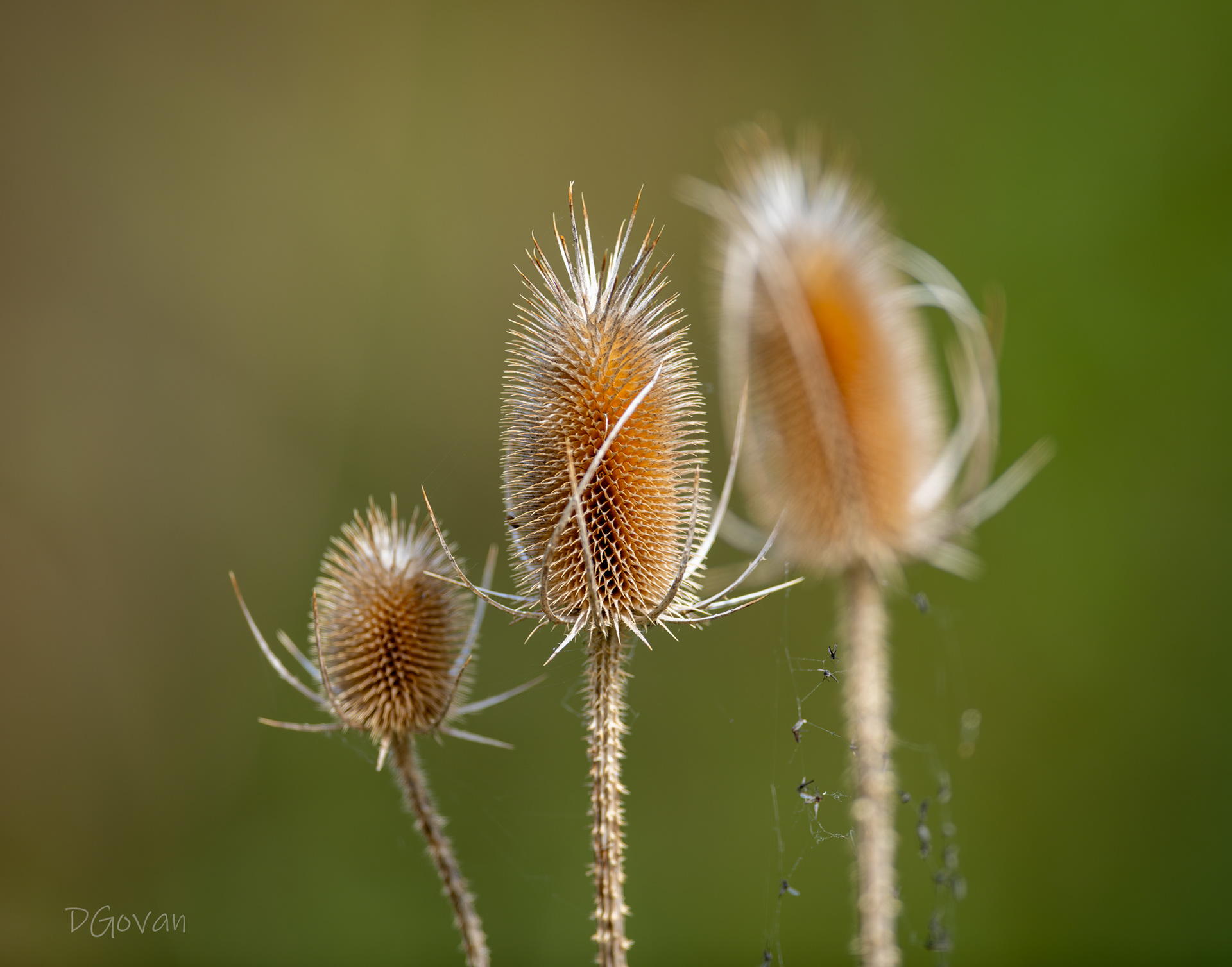 Wild Teasel