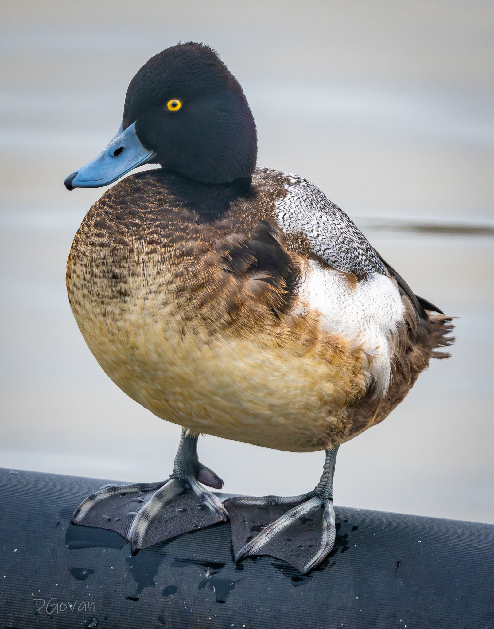 Greater Scaup