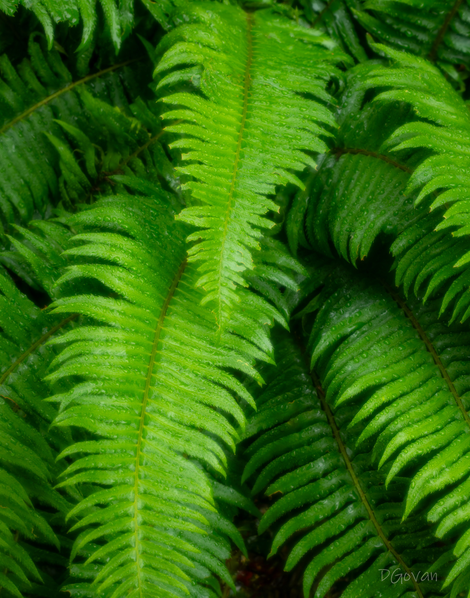 Misty Ferns