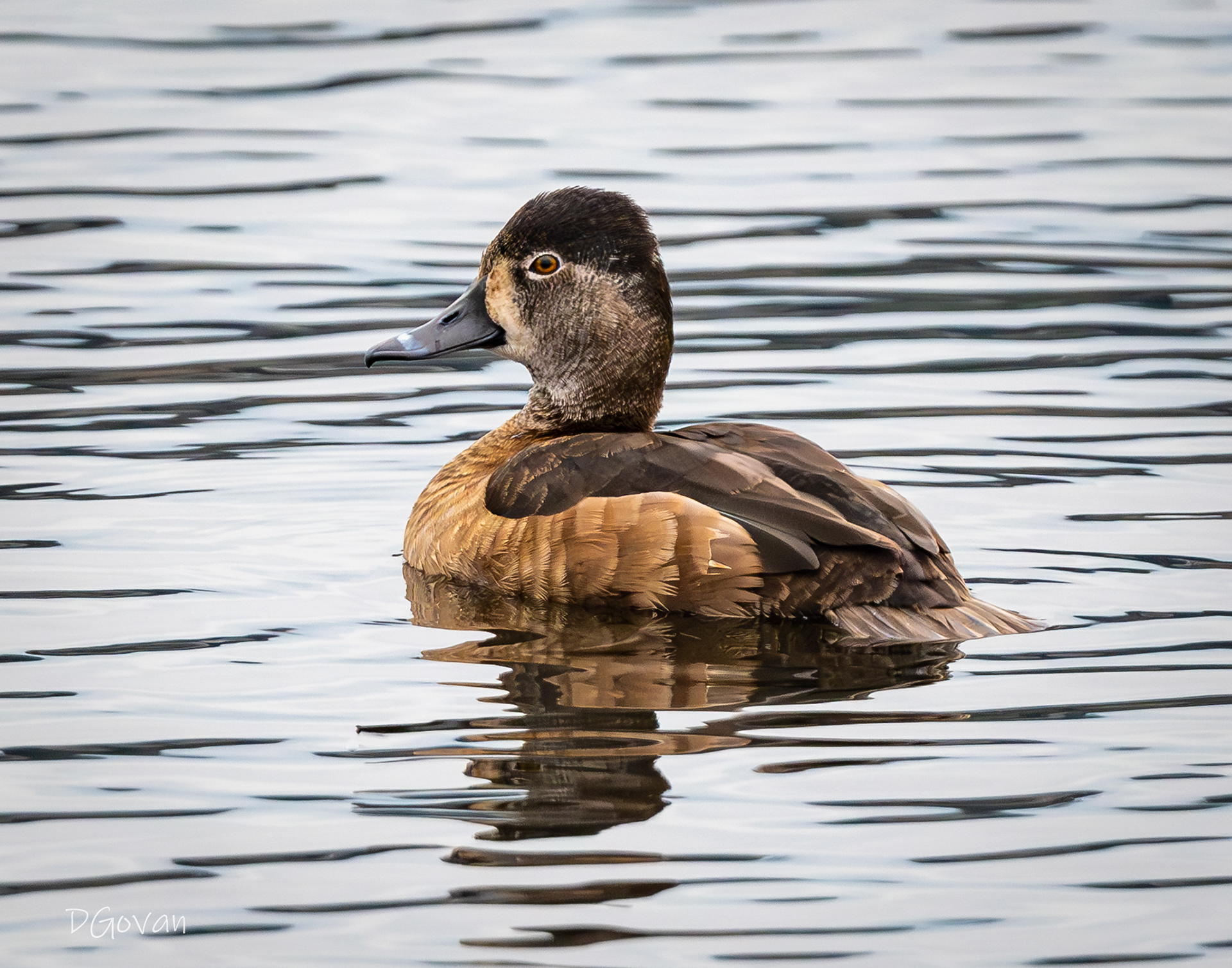 Ring-necked Female