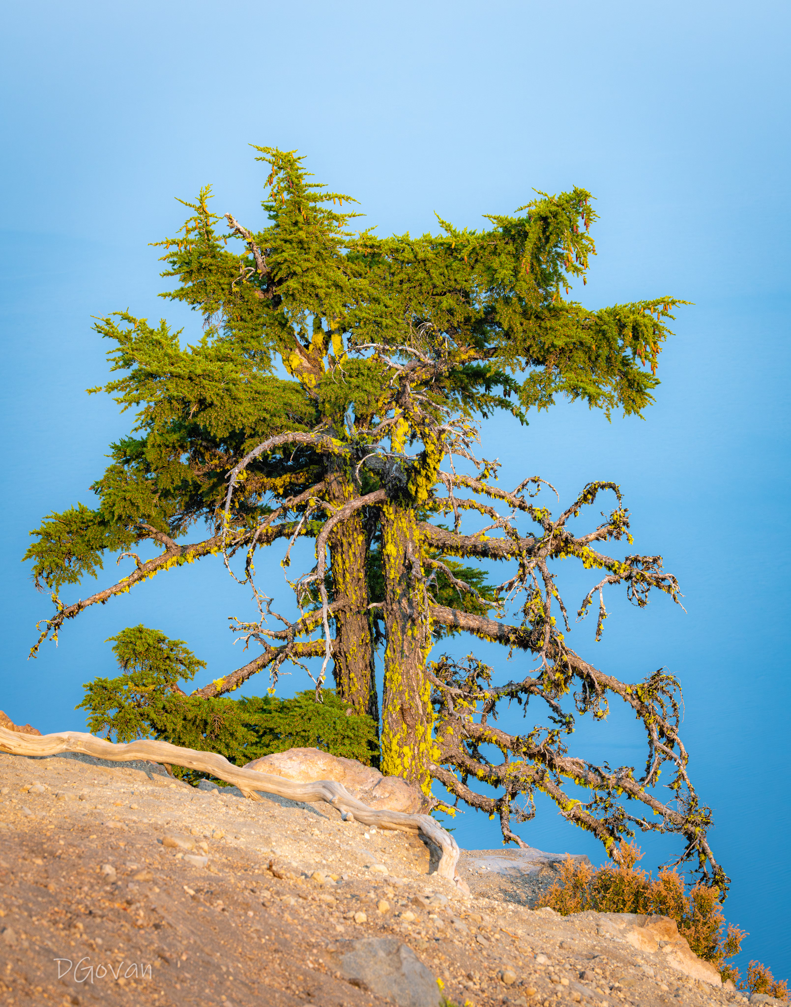 Mountain Hemlock