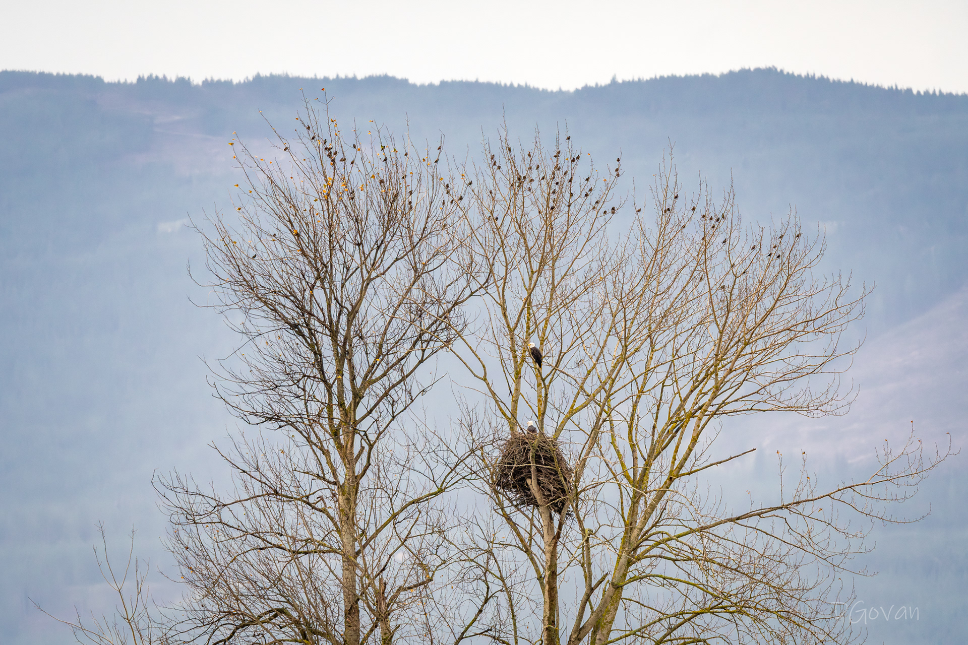Eagle Tree