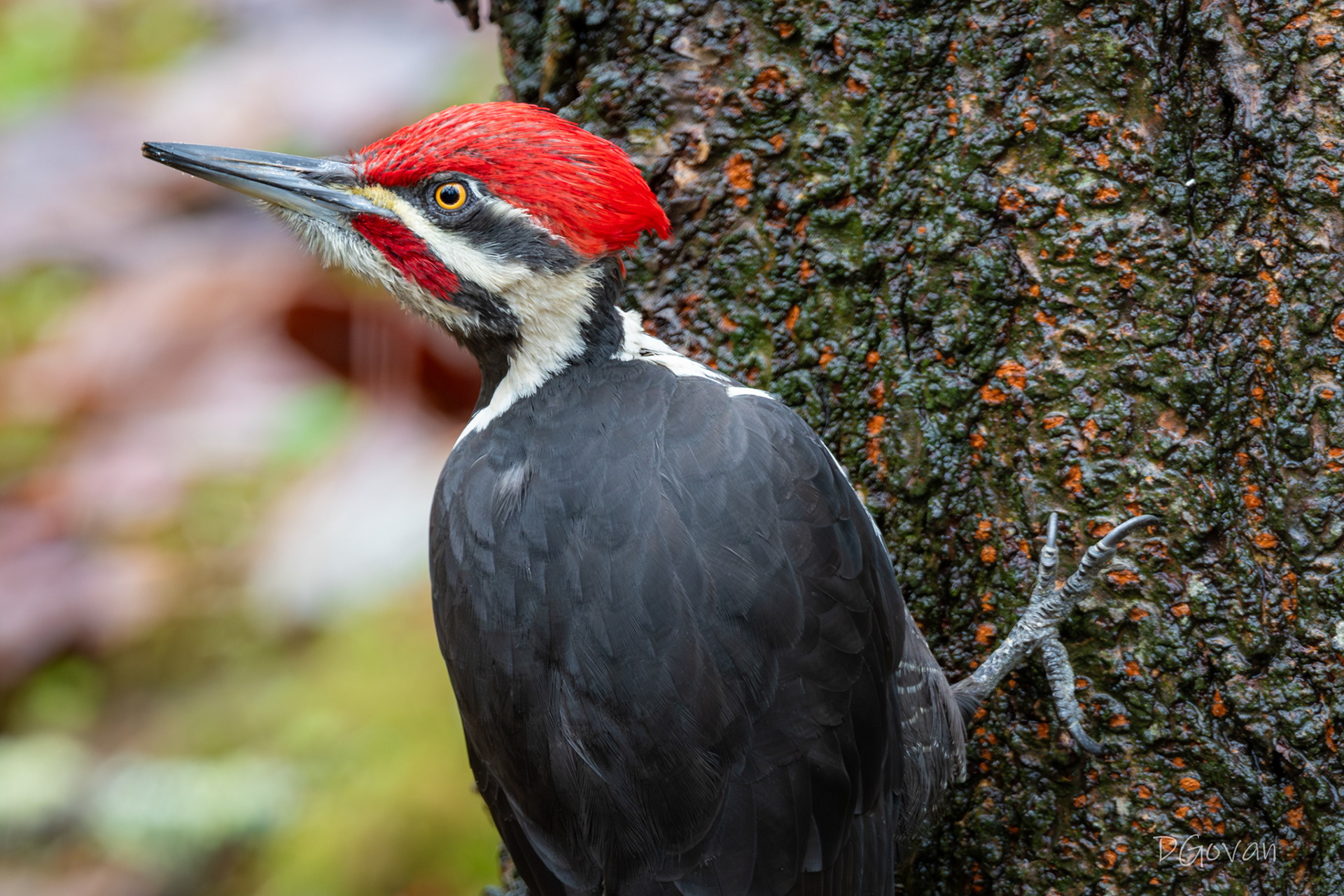 Pileated Woodpecker