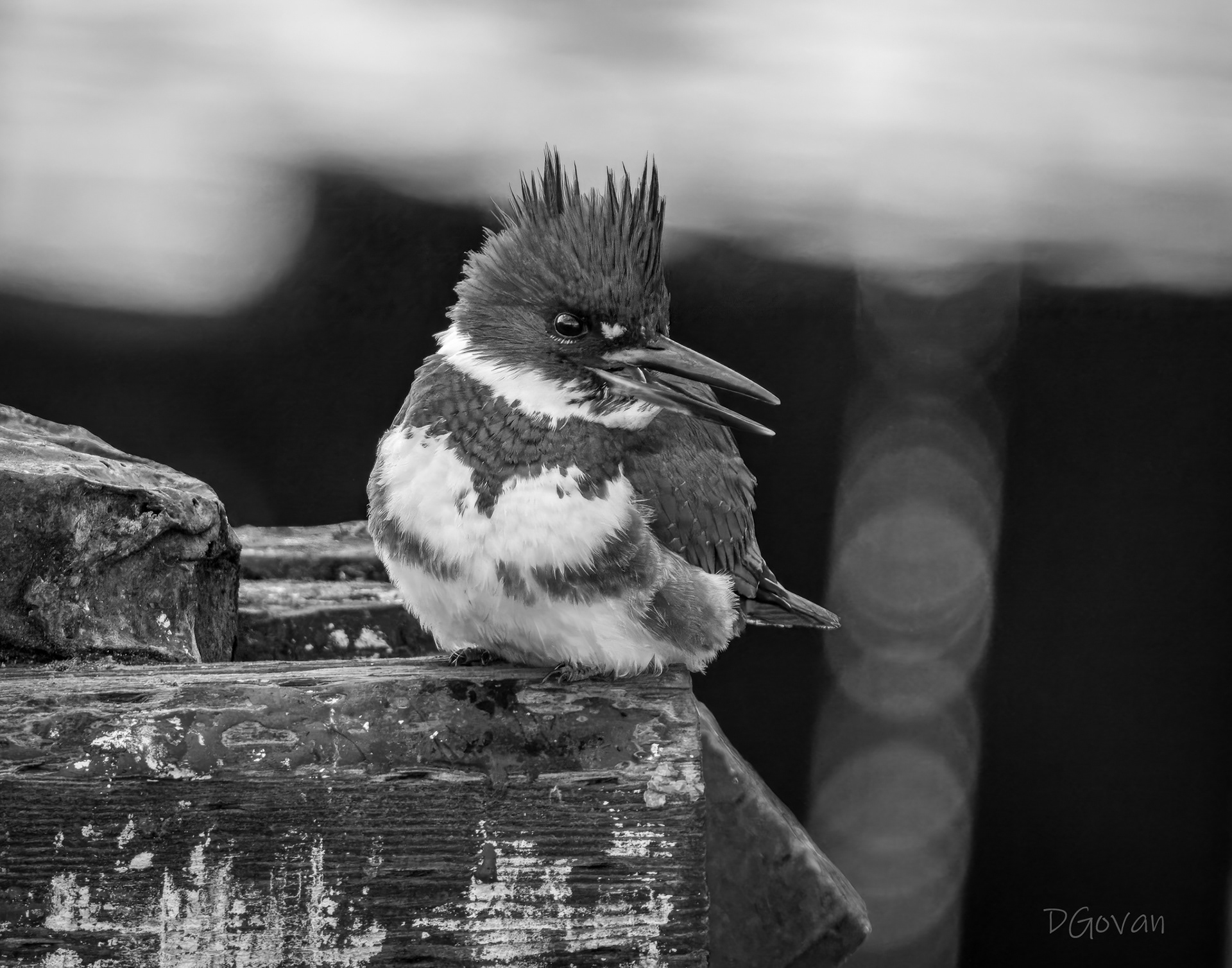 Kingfisher Portrait