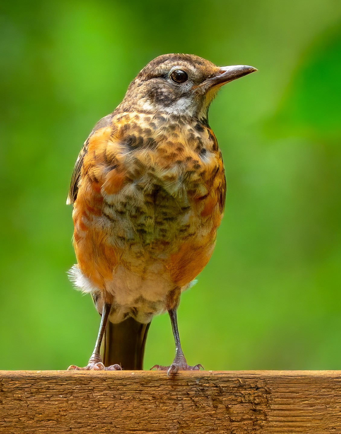 Juvenile Robin