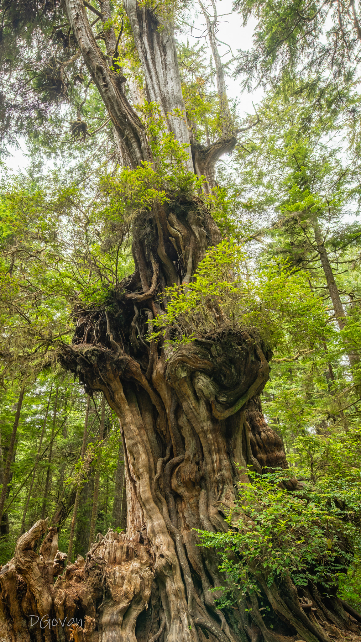 1000 Years Old!