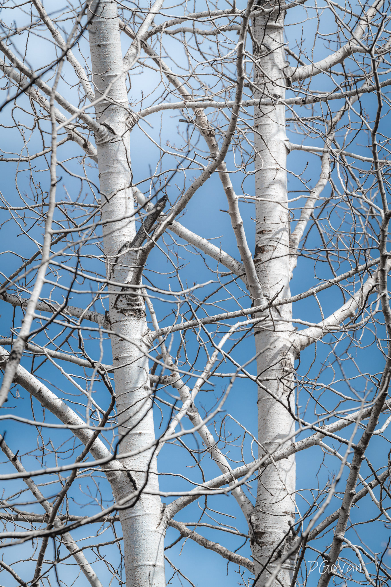 Silver Birch