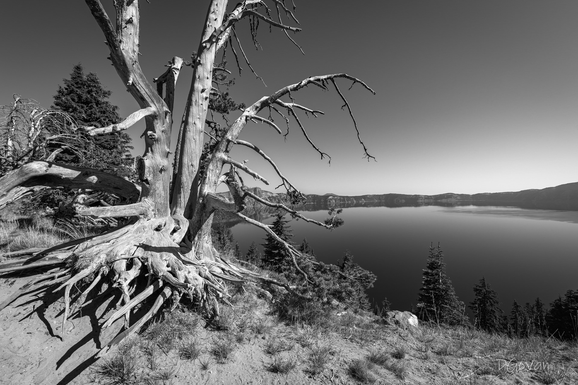 Old Whitebark Pine - Crater Lake