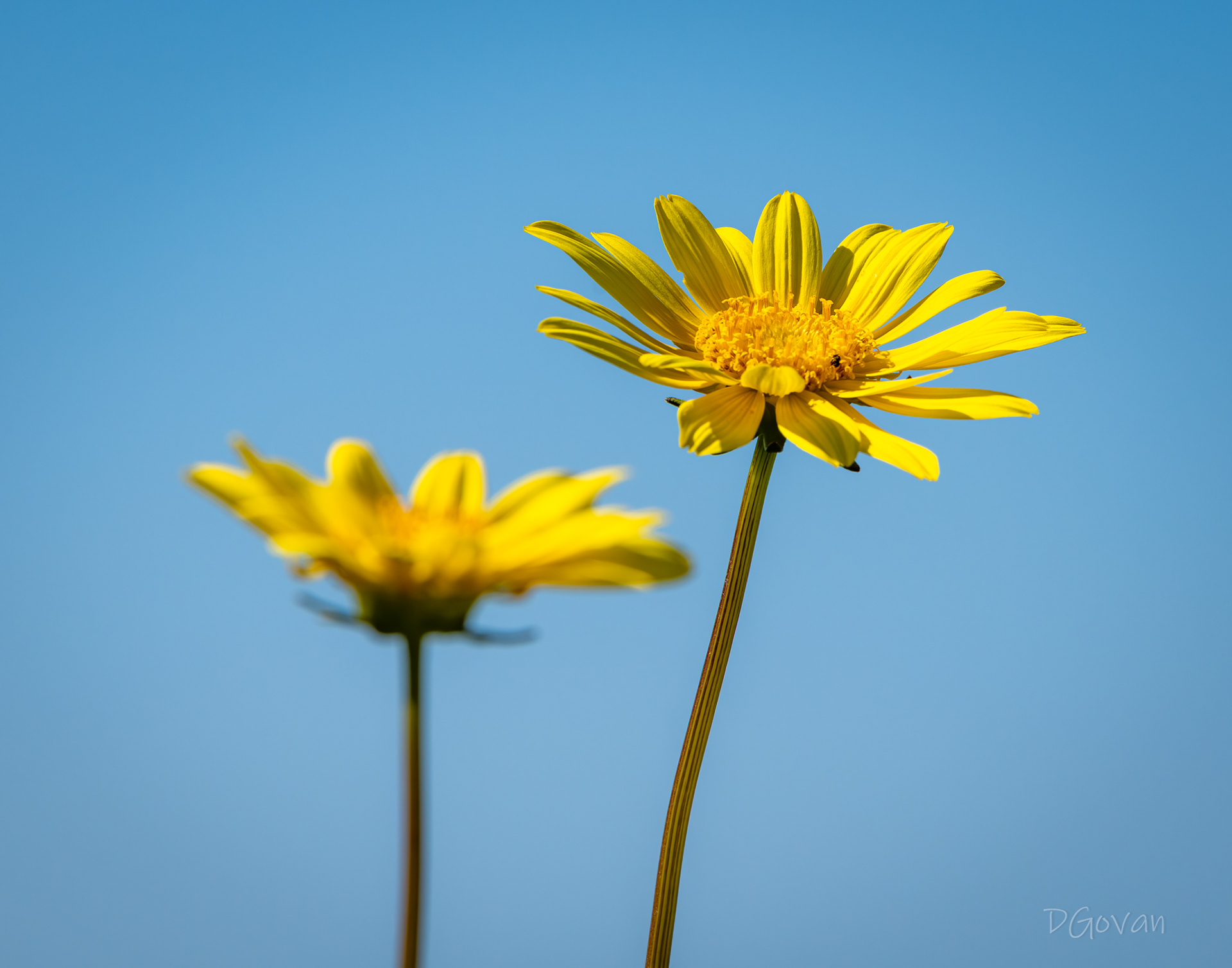 Woolly Sunflower