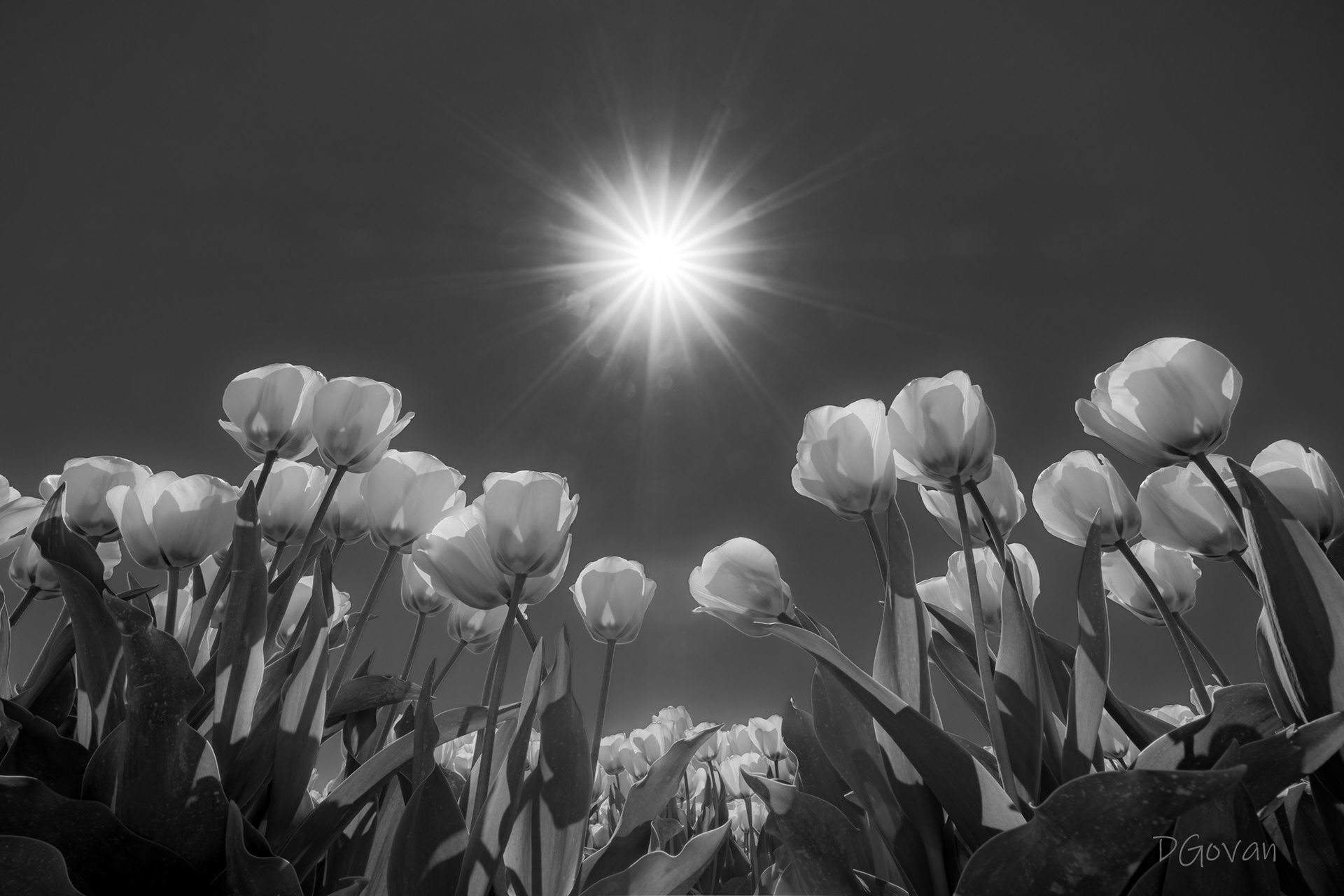 Tulips