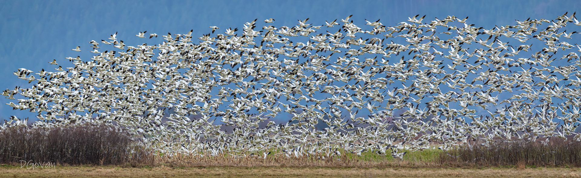Snow Geese