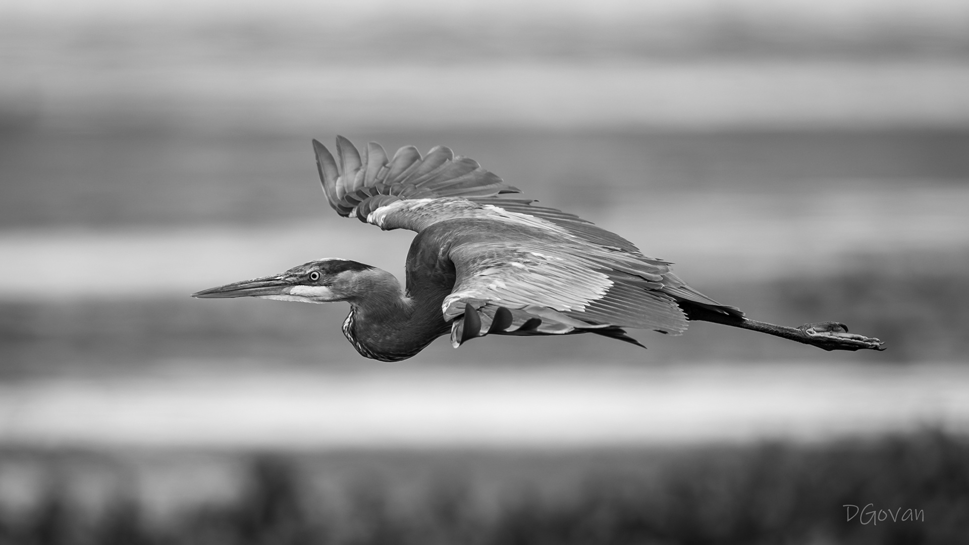 Aerodynamic - Great Blue Heron
