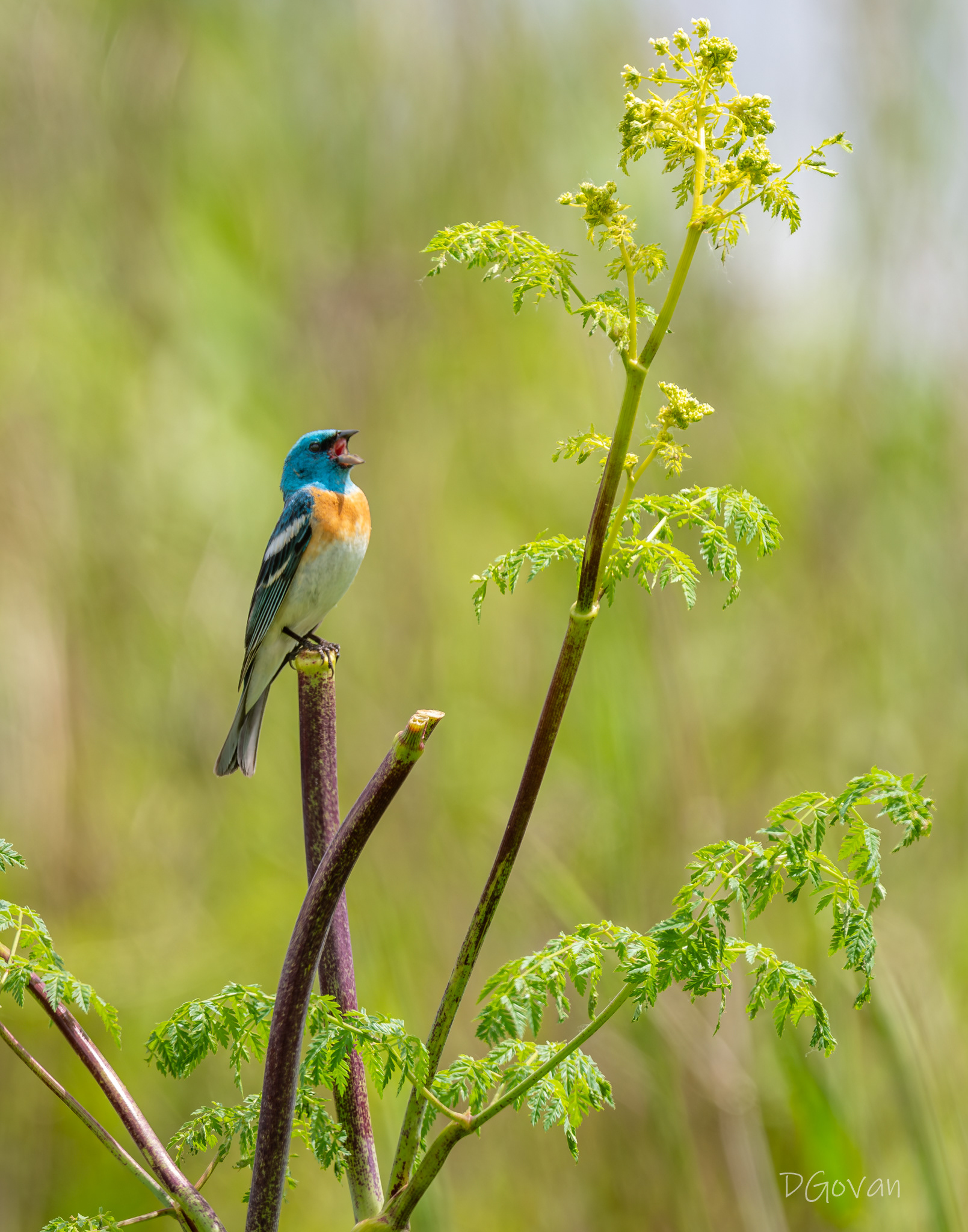 Singing! - Lazuli Bunting