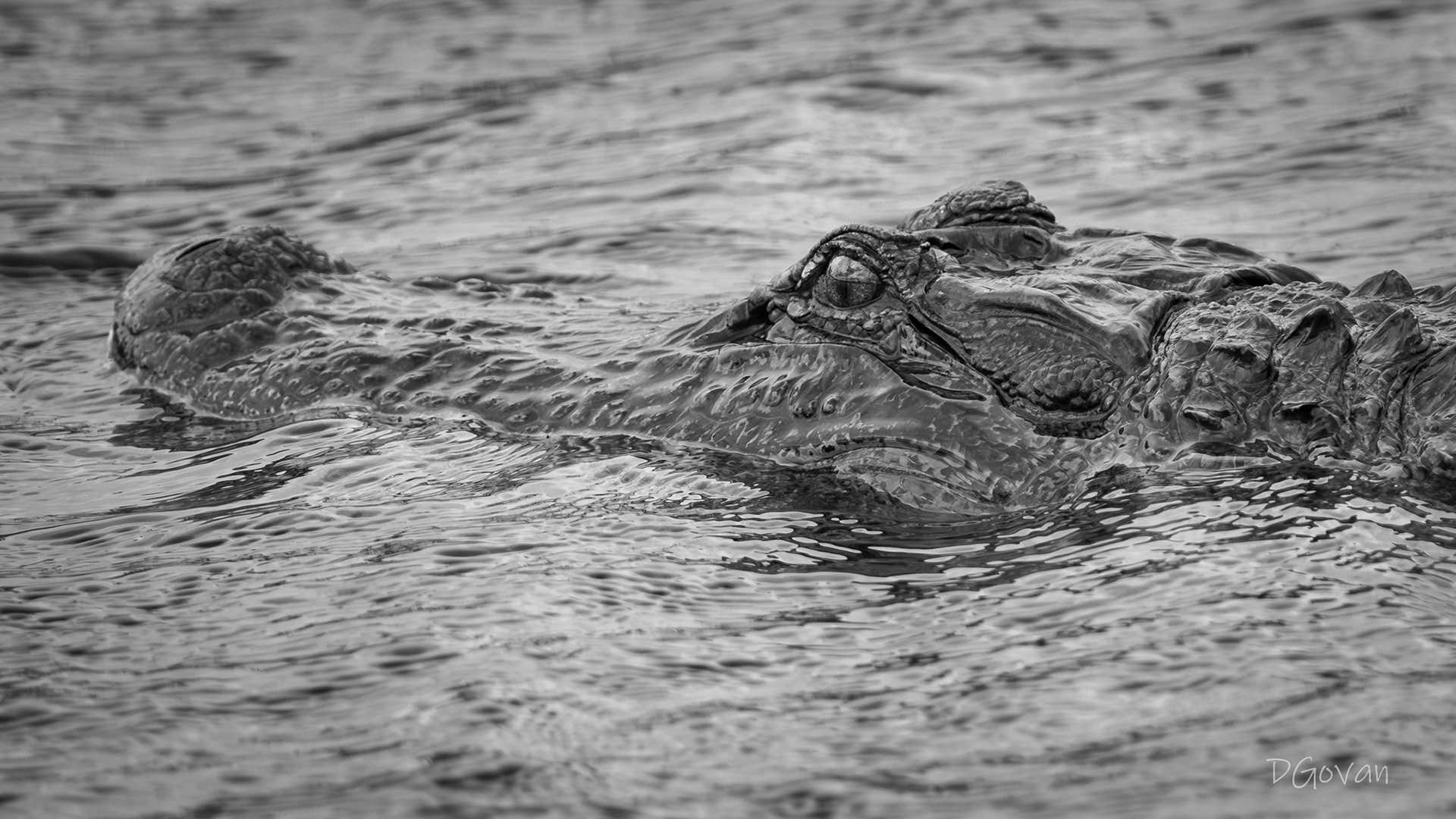 Gator!