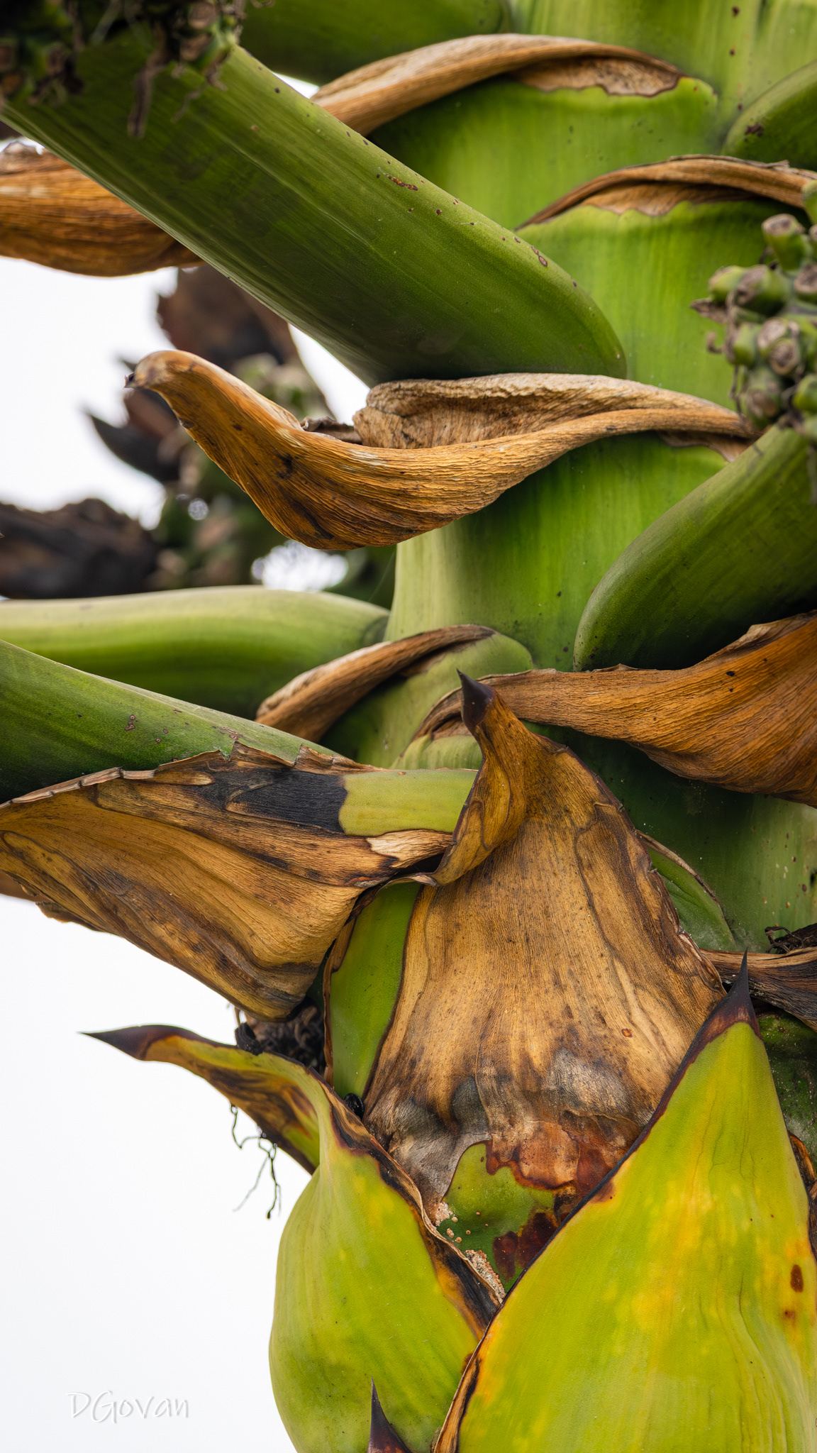 Banana Plant