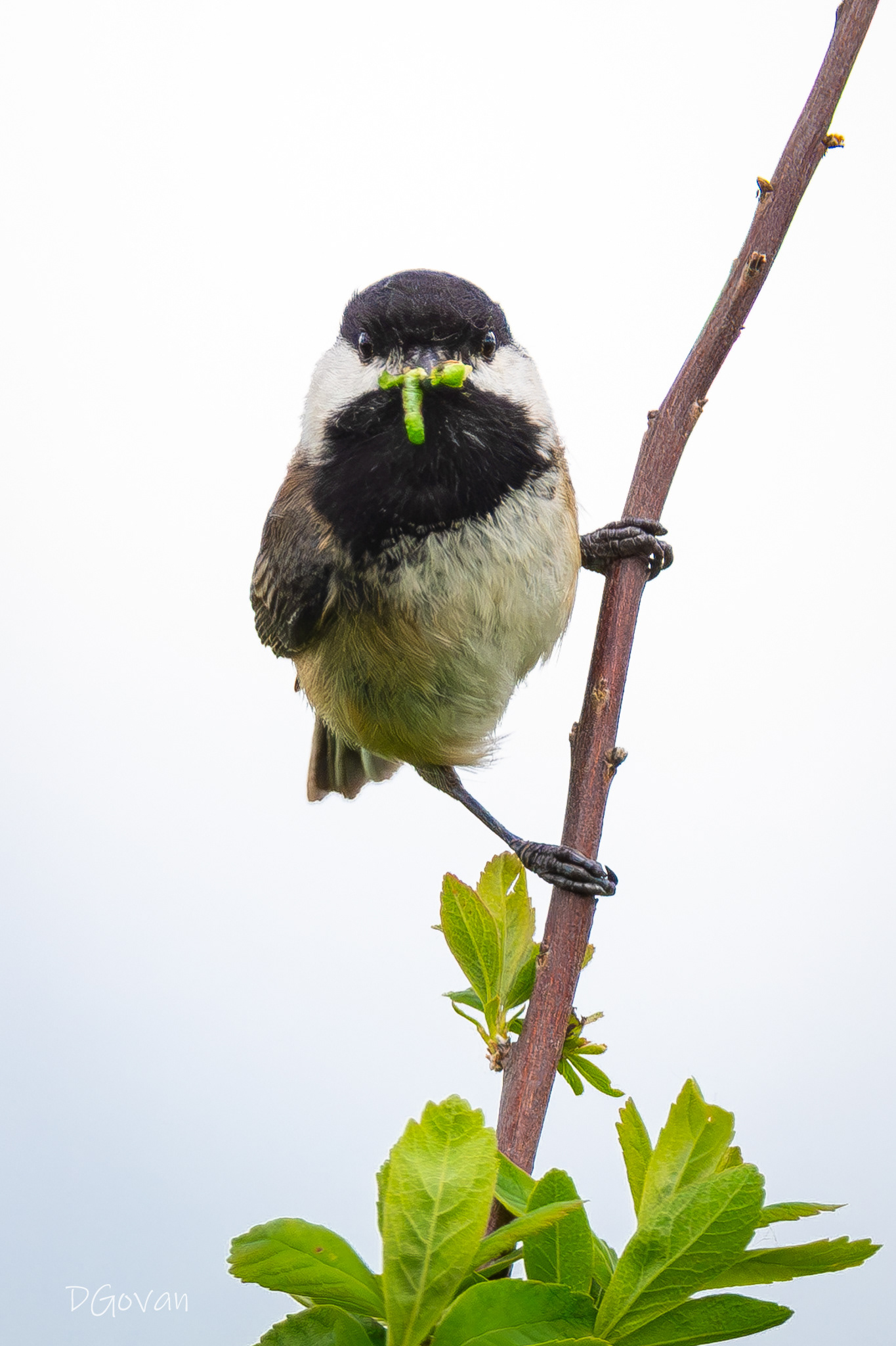 Worm! Black-capped Chicadee