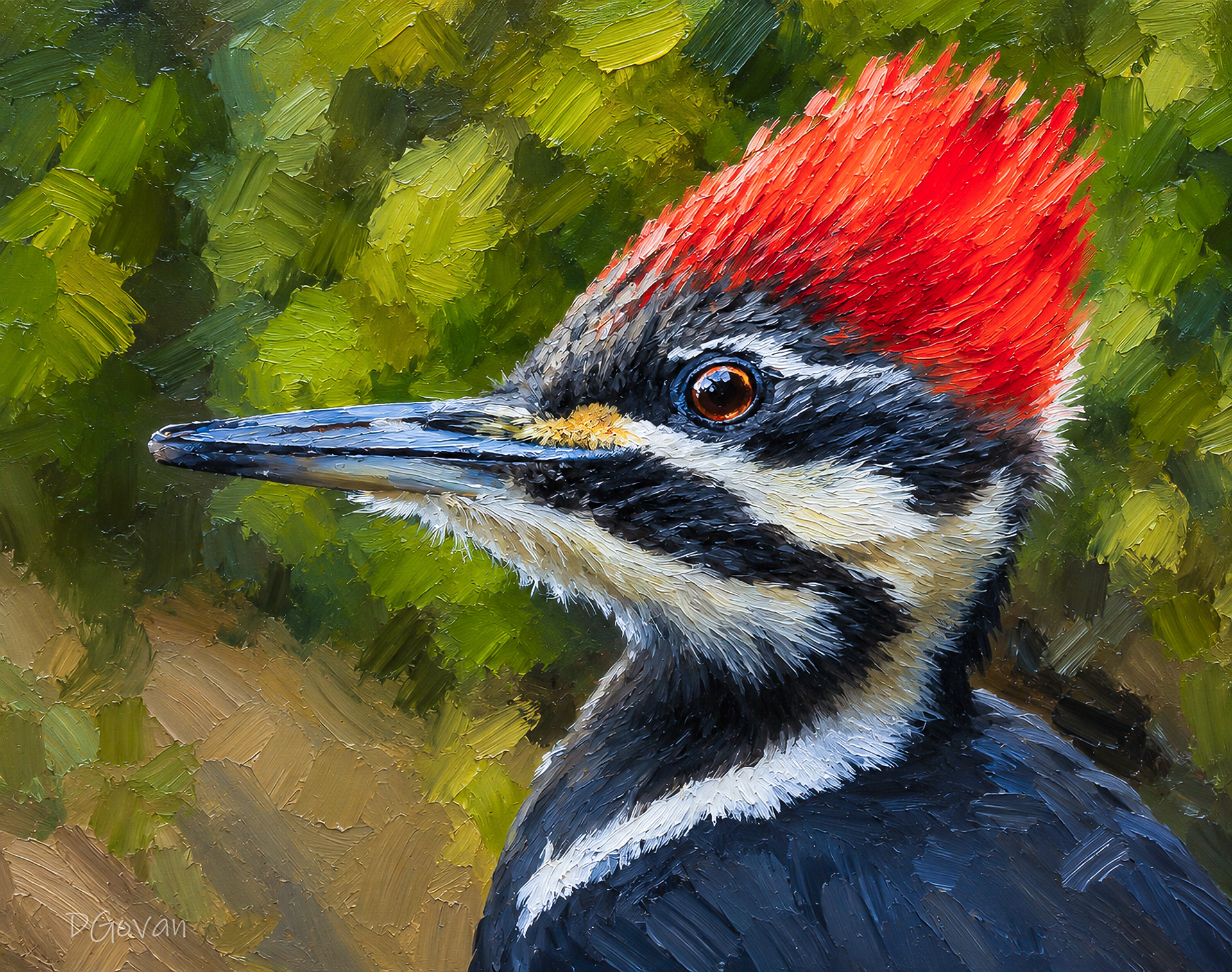 Closeup - Female Pileated