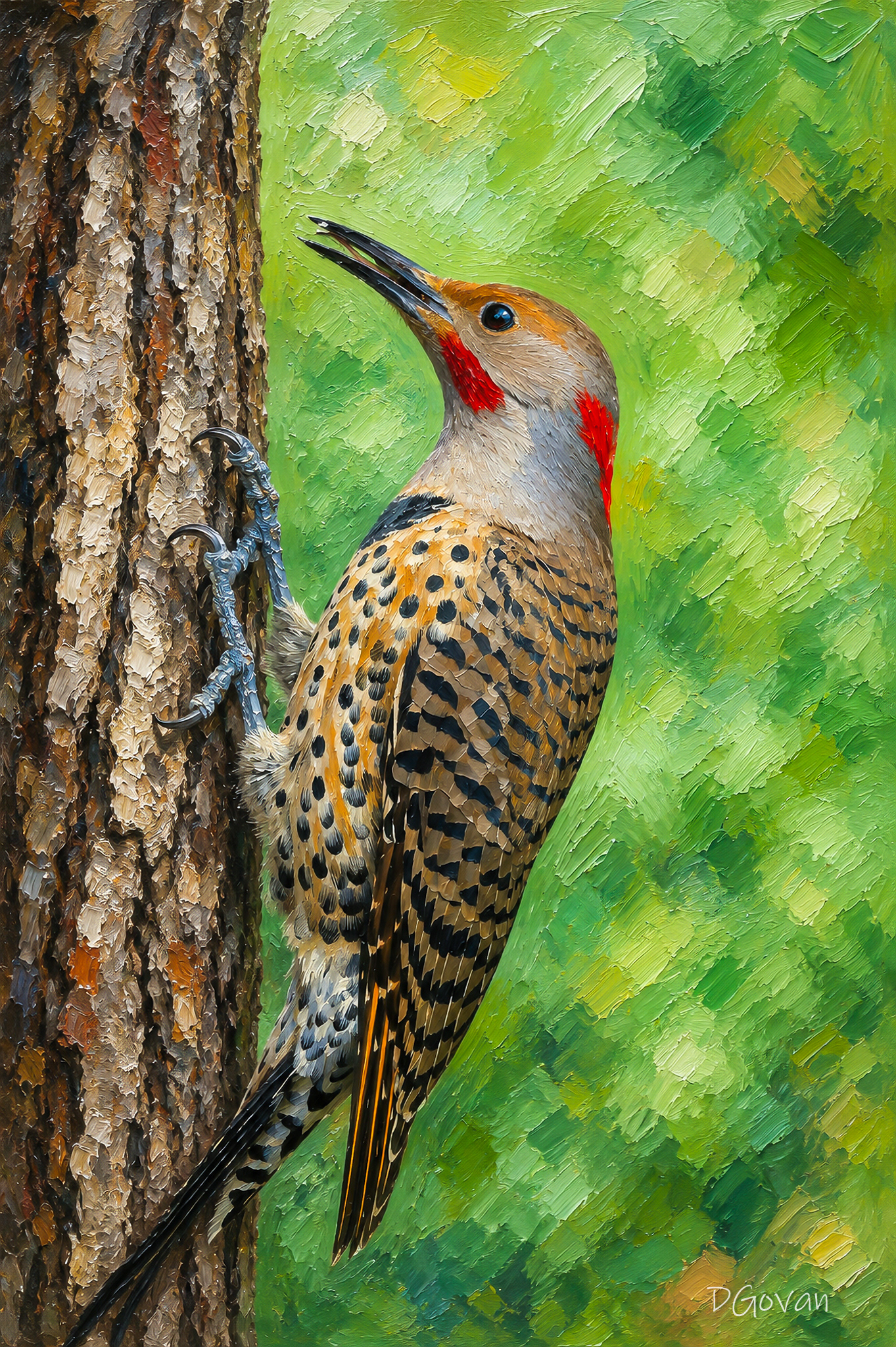 Male Intergrade Flicker