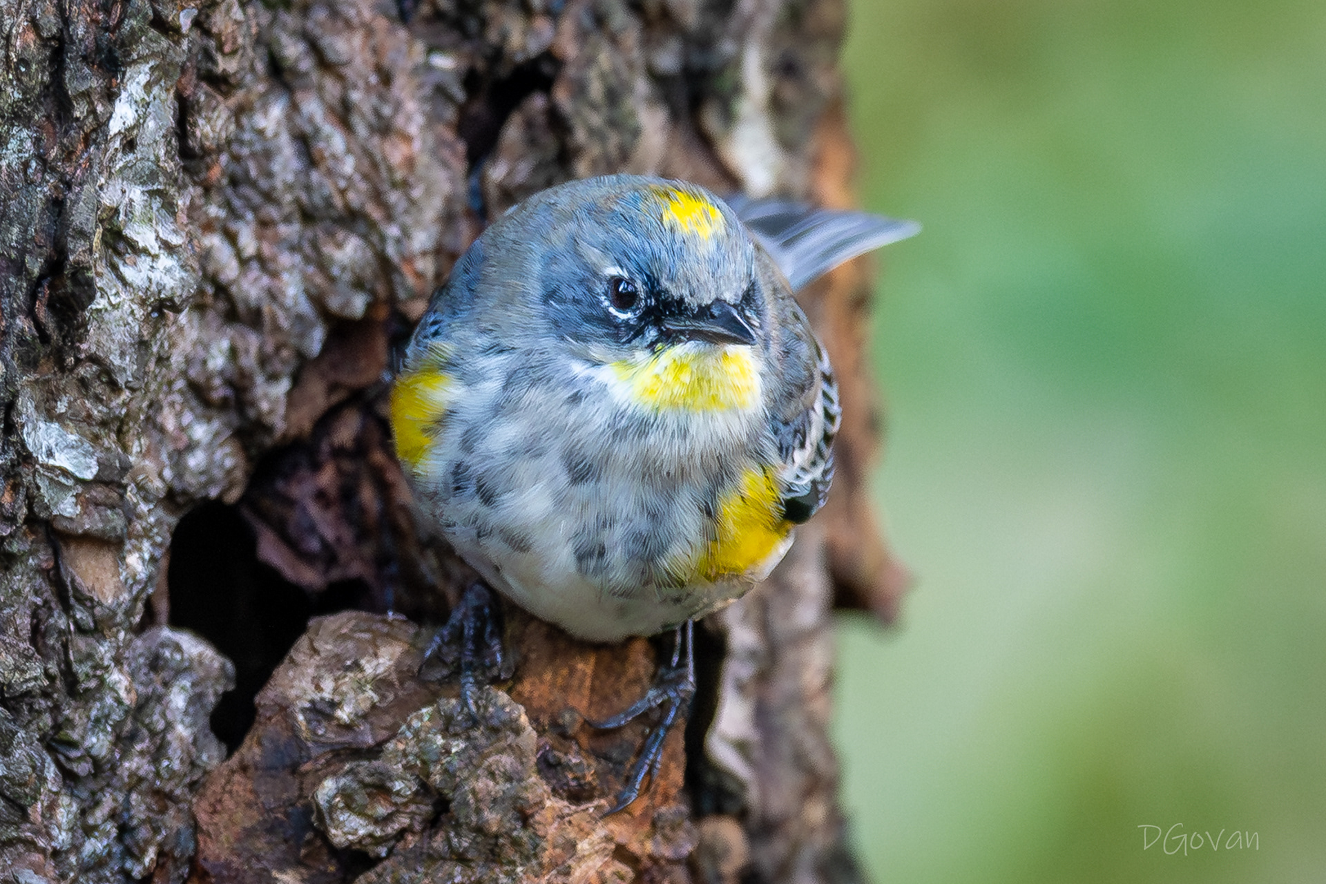 Yellow-rumped Warbler