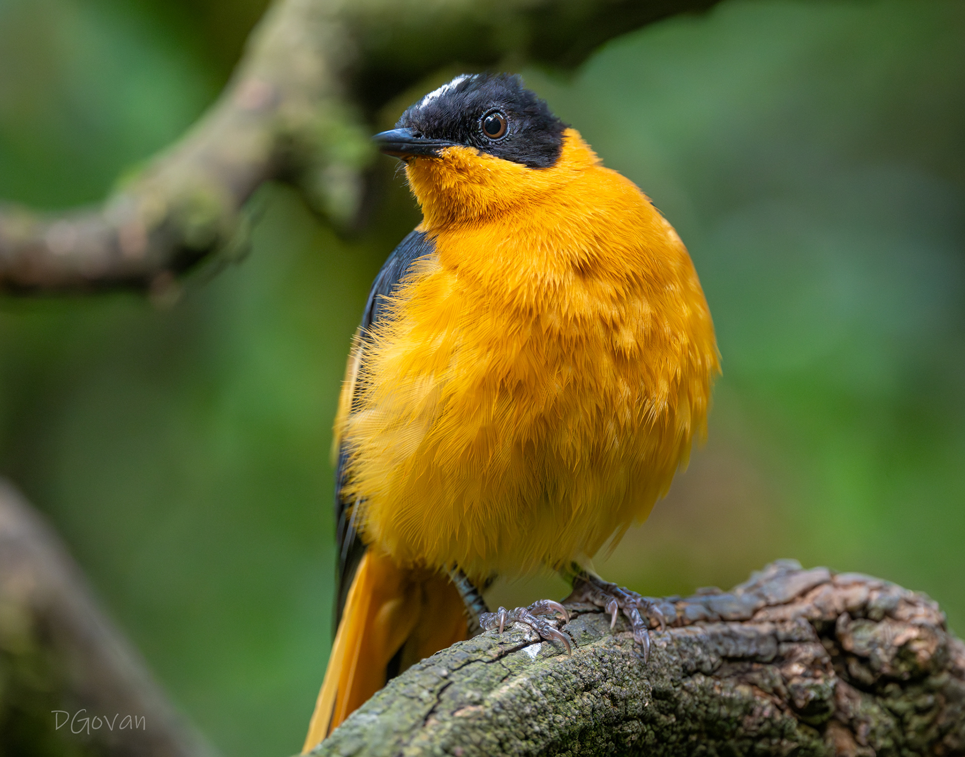 Snowy-crowned Robin-chat