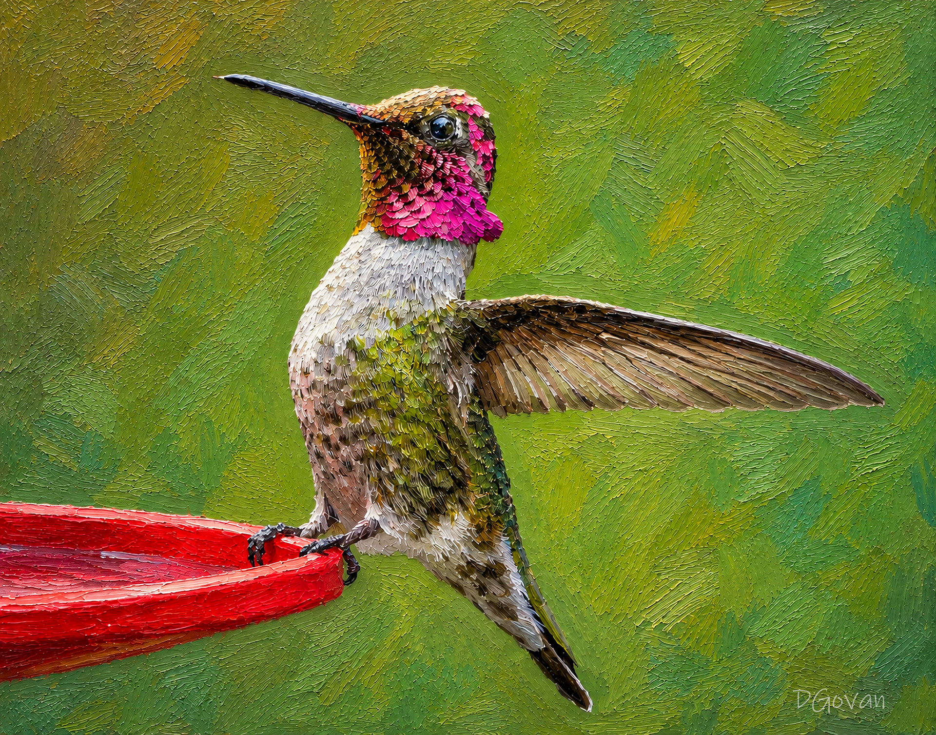 Anna's Hummingbird