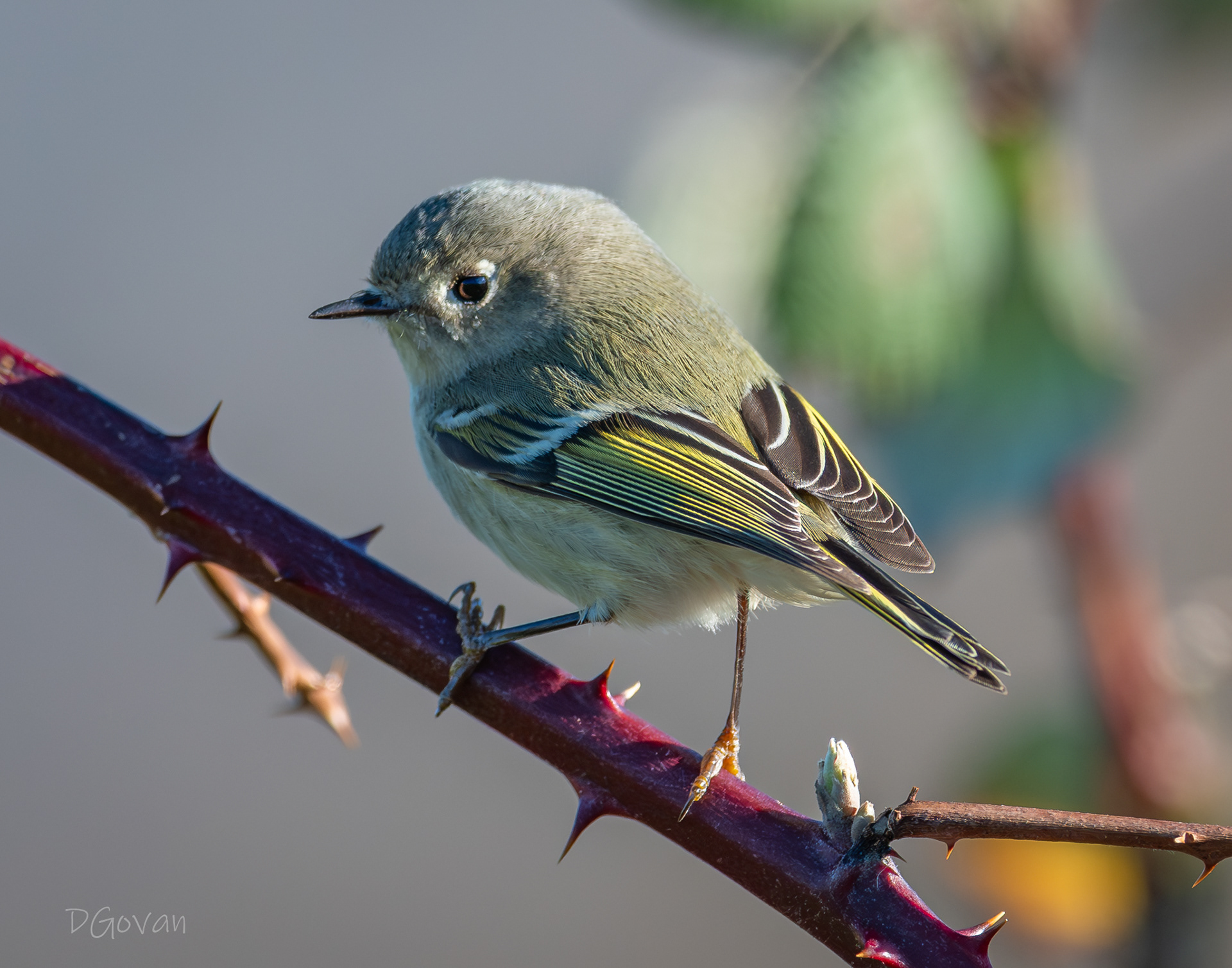 Ruby-crowned Kinglet Female