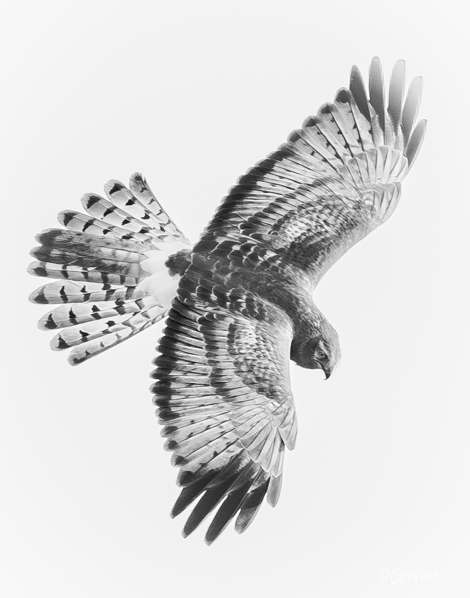 Northern Harrier