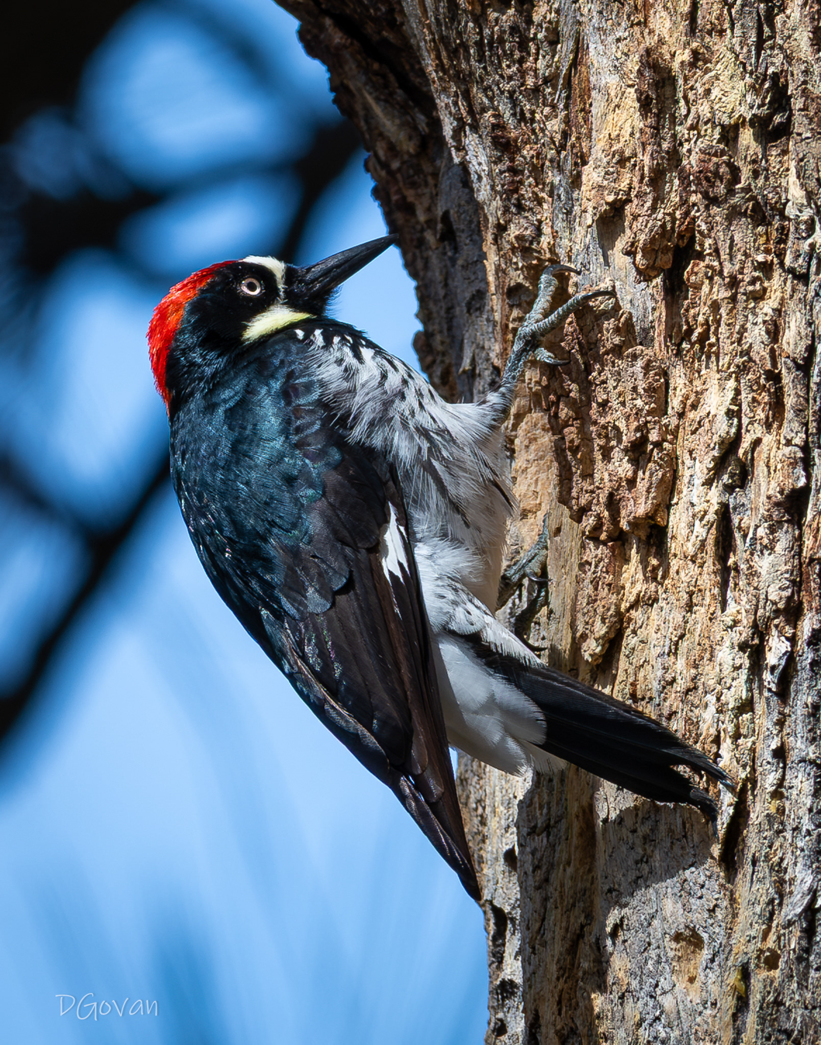 Acorn Woodpecker