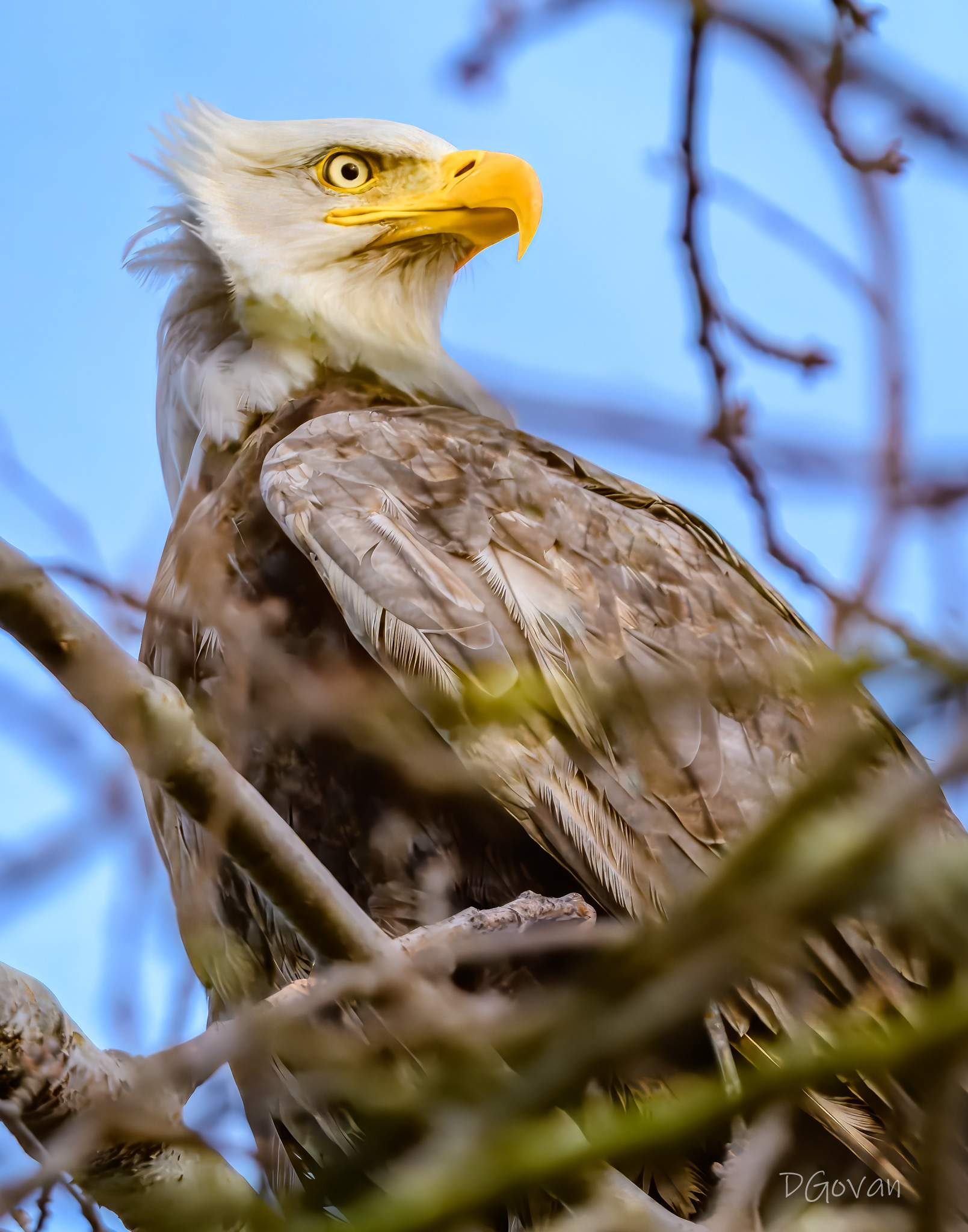 Leucistic Bald Eagle
