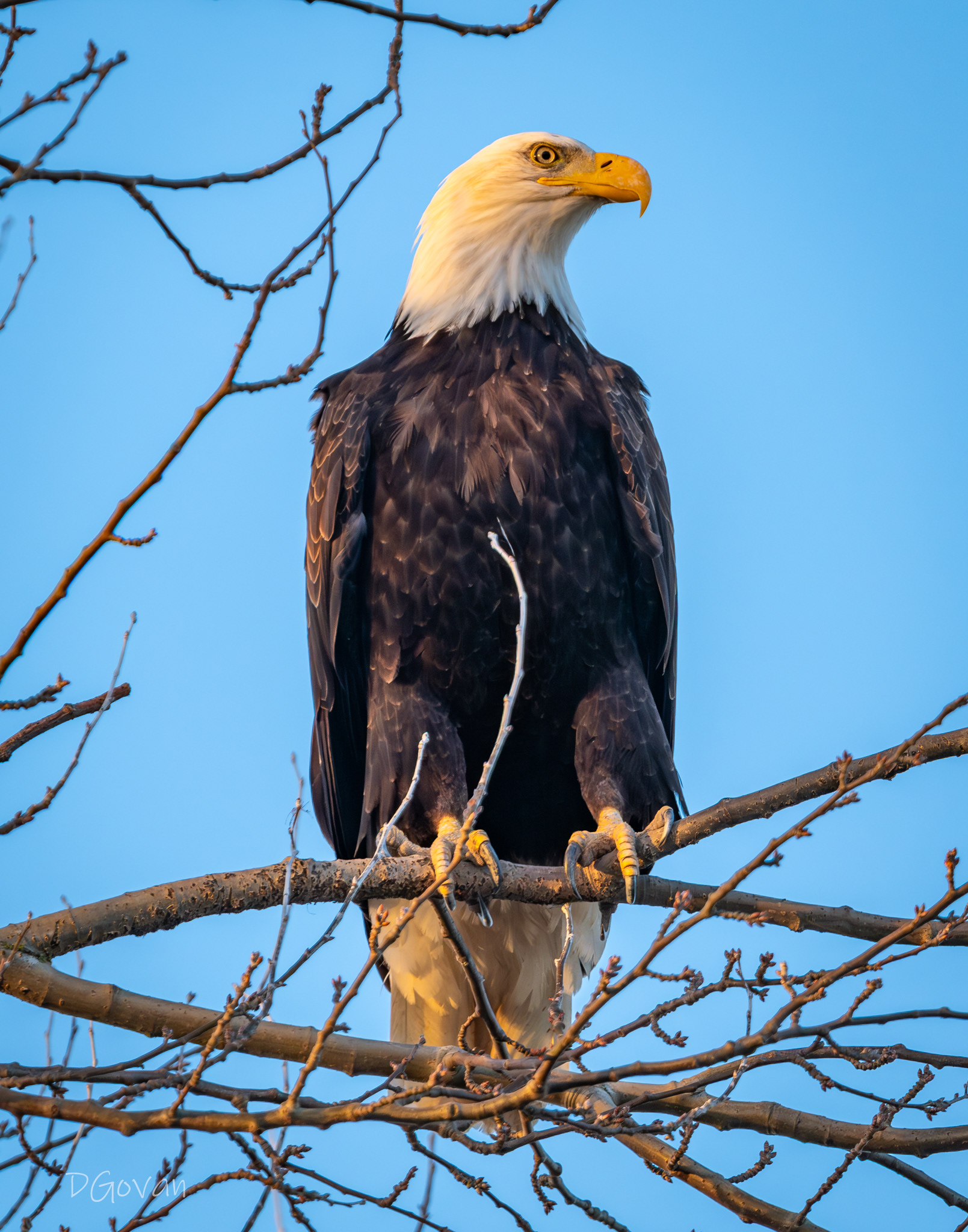 Sunset Perch