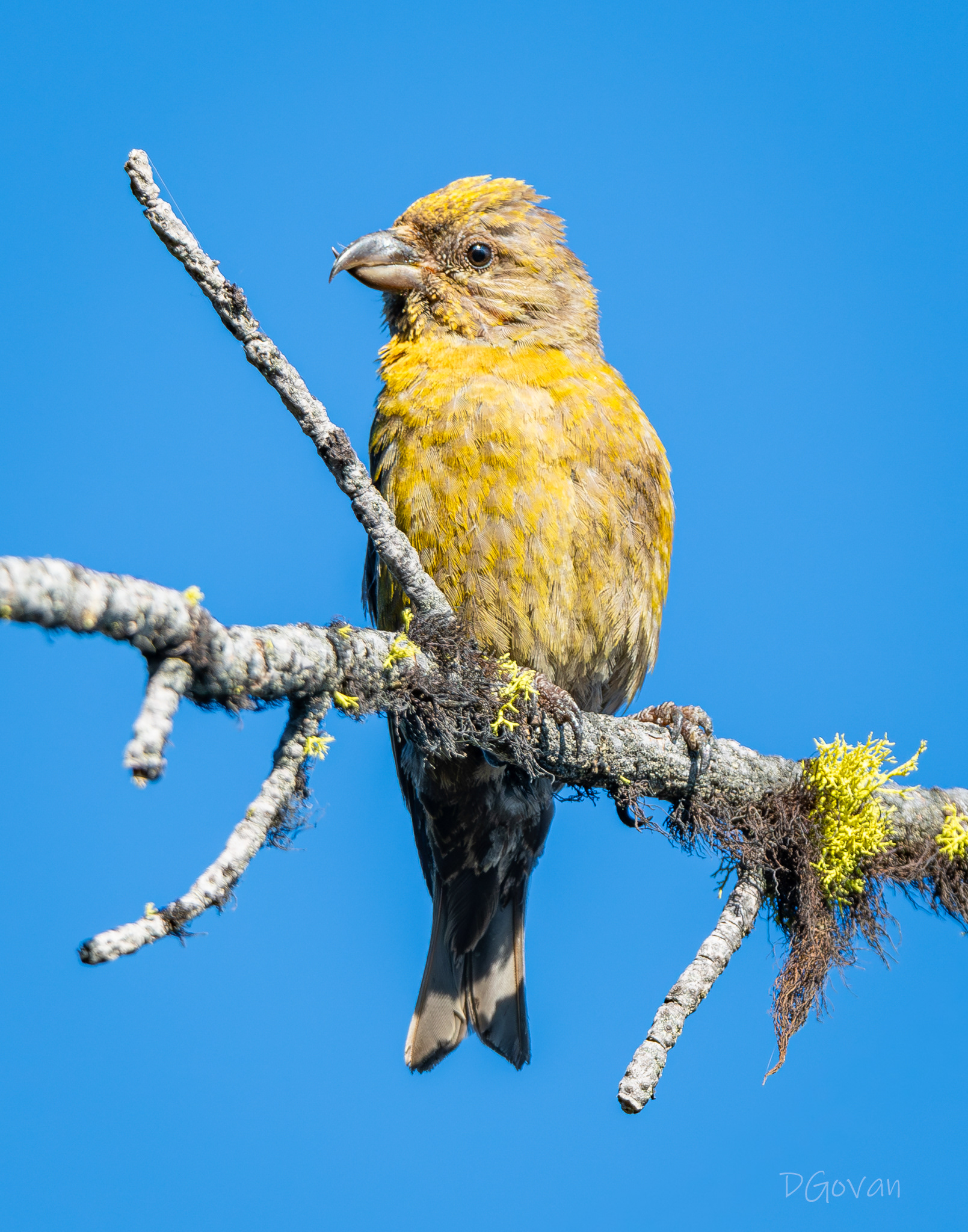 Red Crossbill Female