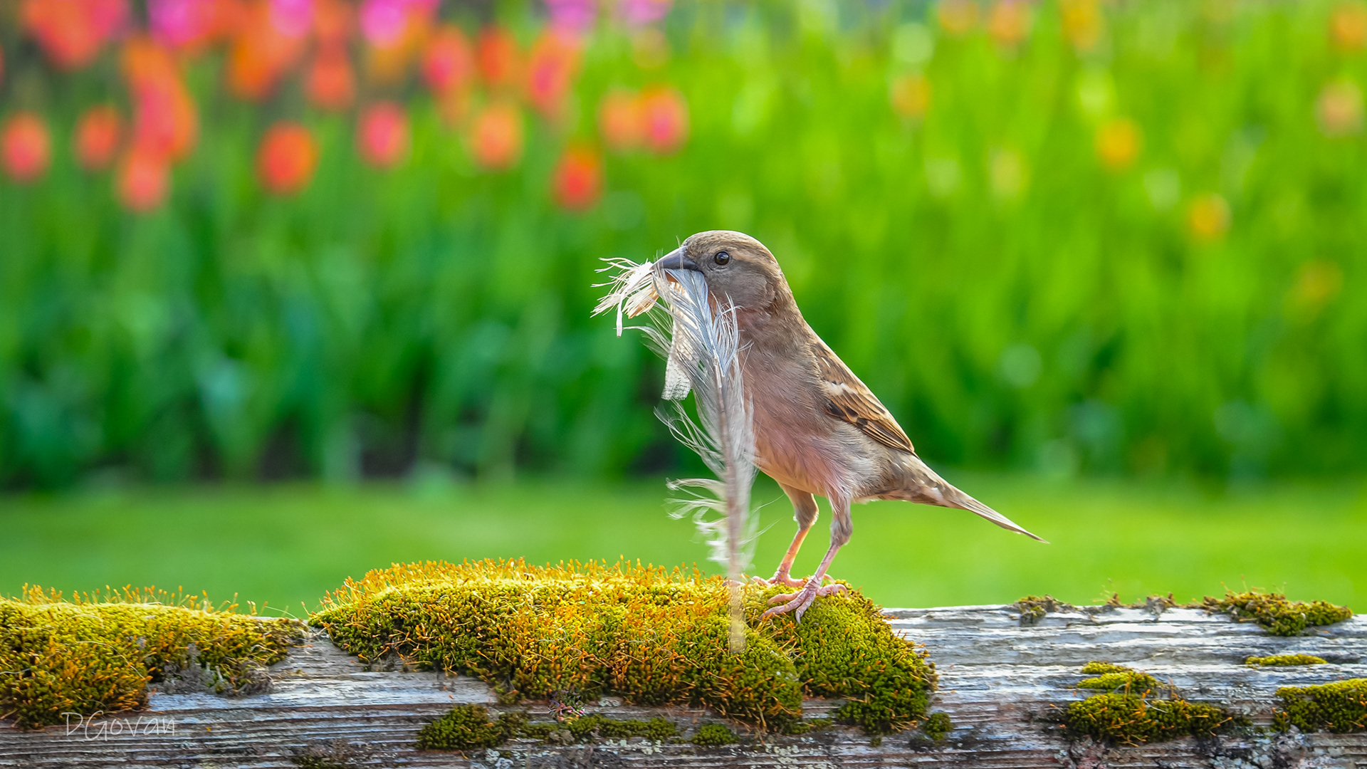 Sparrow on a Mission