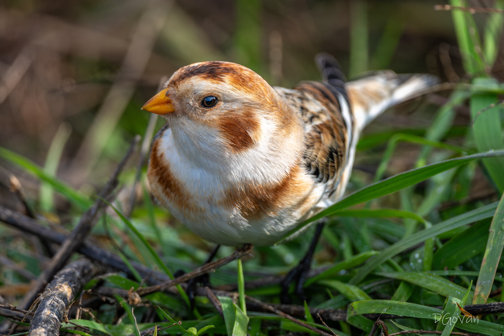 Snow Bunting