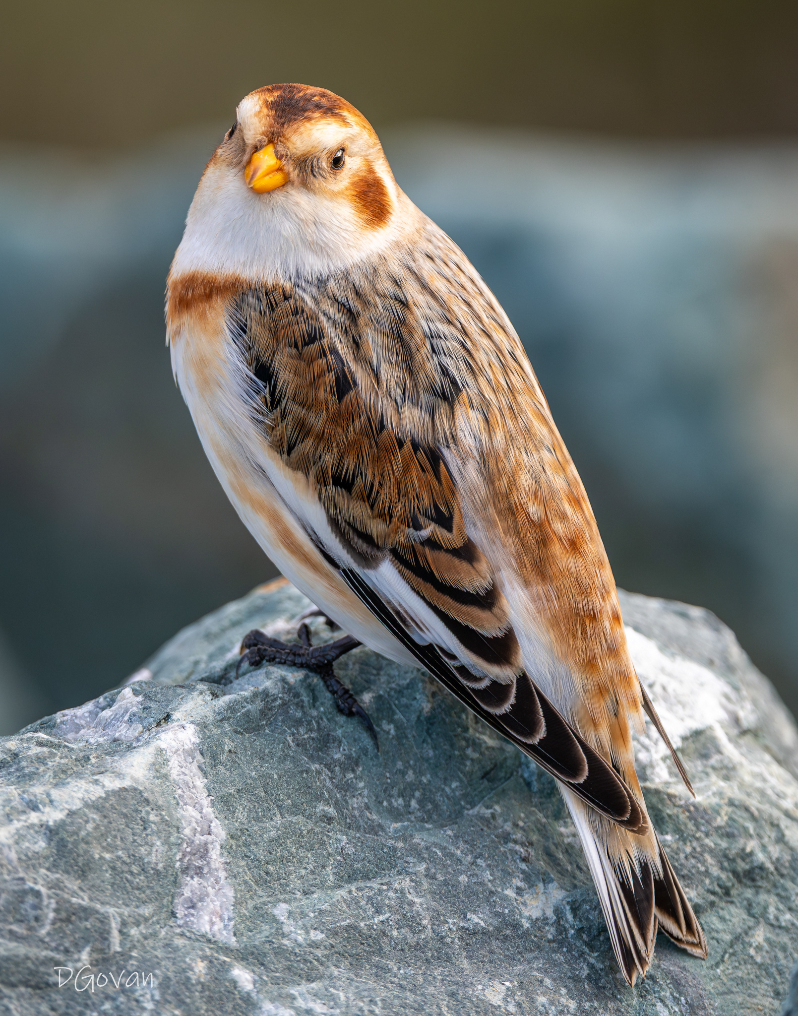 Snow Bunting