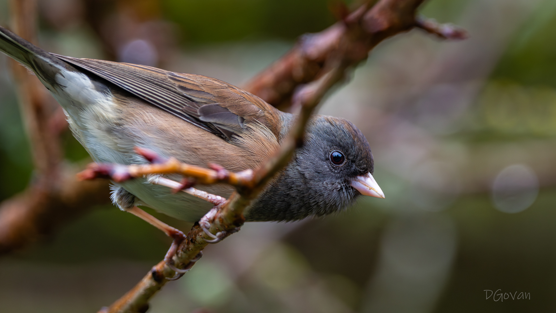 Dark-eyed Junco