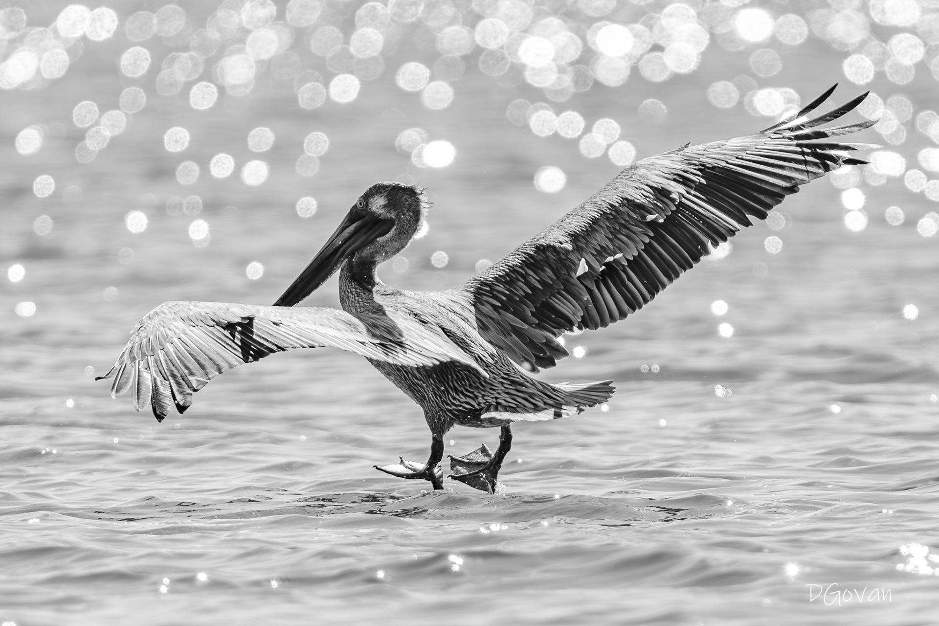 Brown Pelican