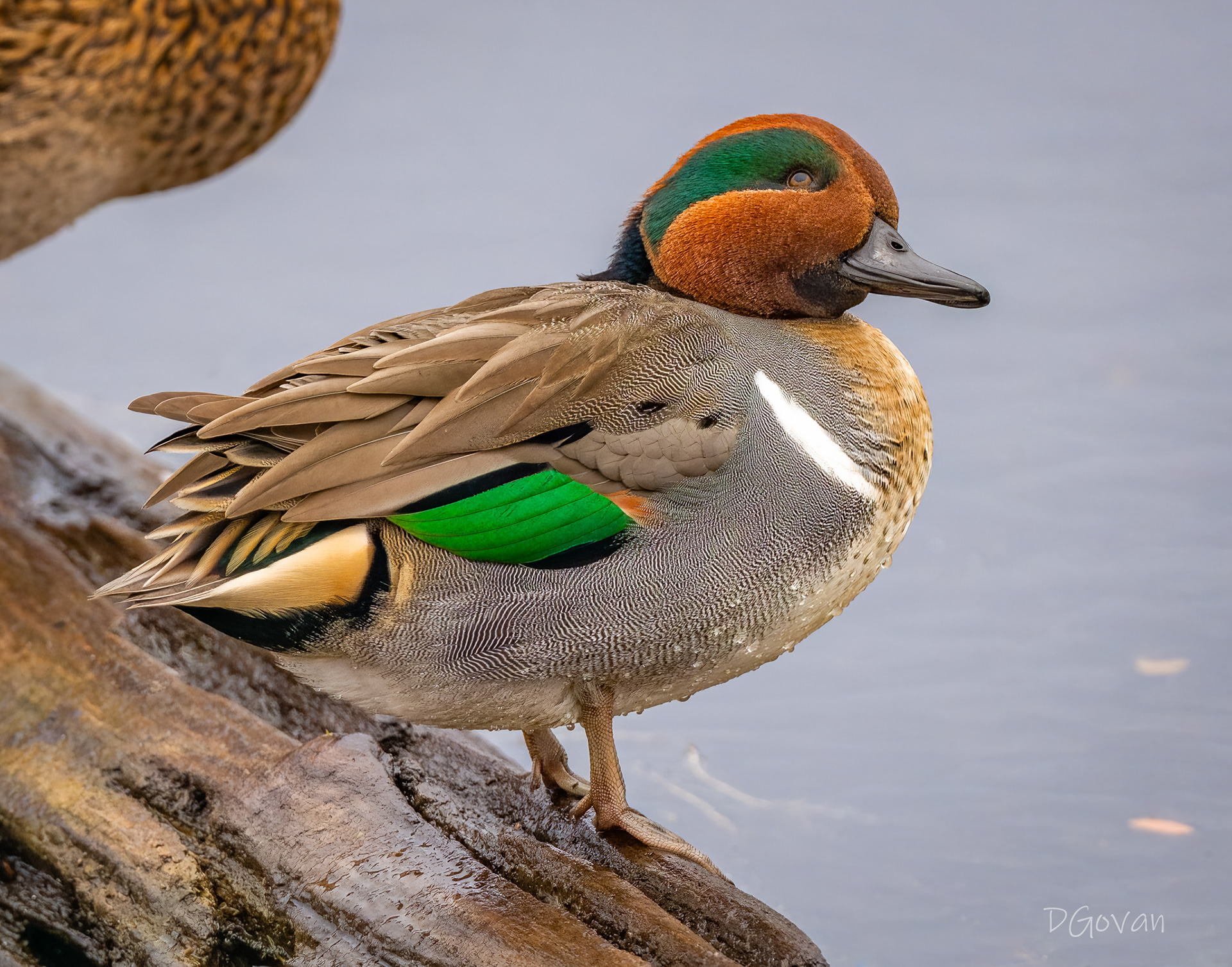 Green Teal Male