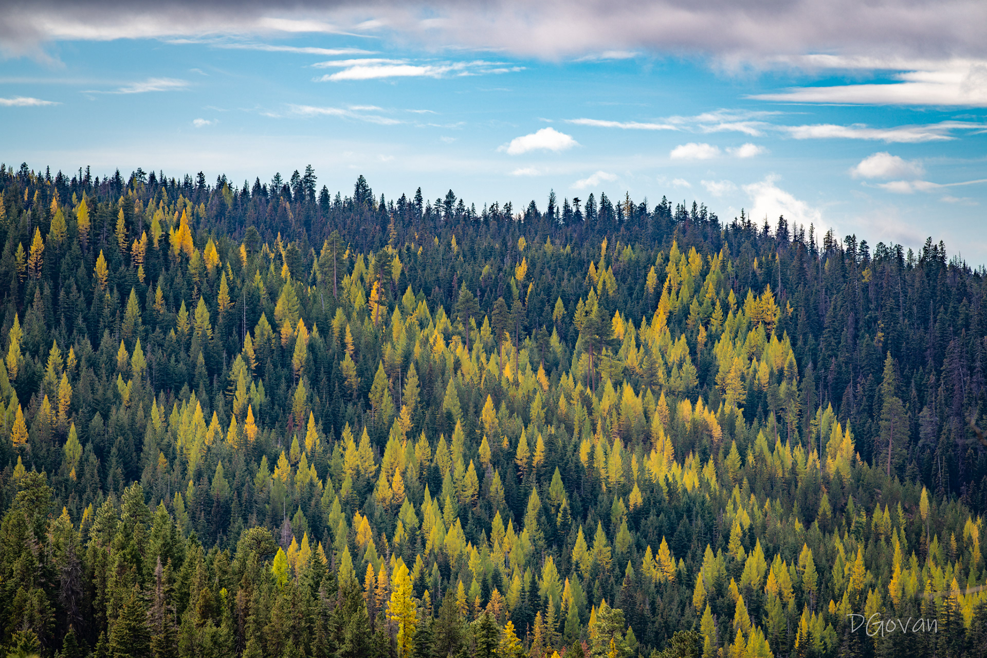 Swauk Forest Larches